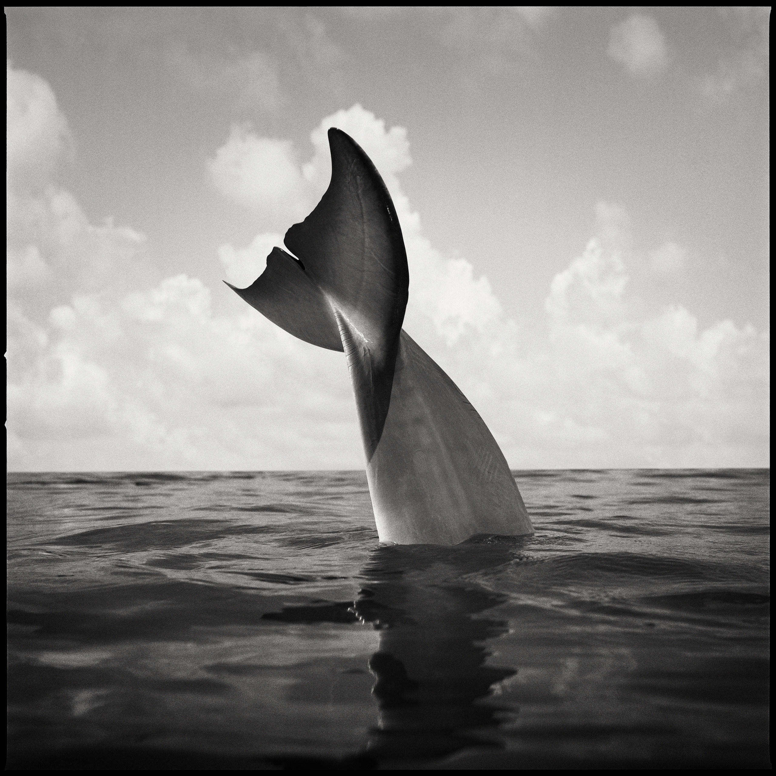 Dolphin Tail, Marathon Key, Fla., 1989.
