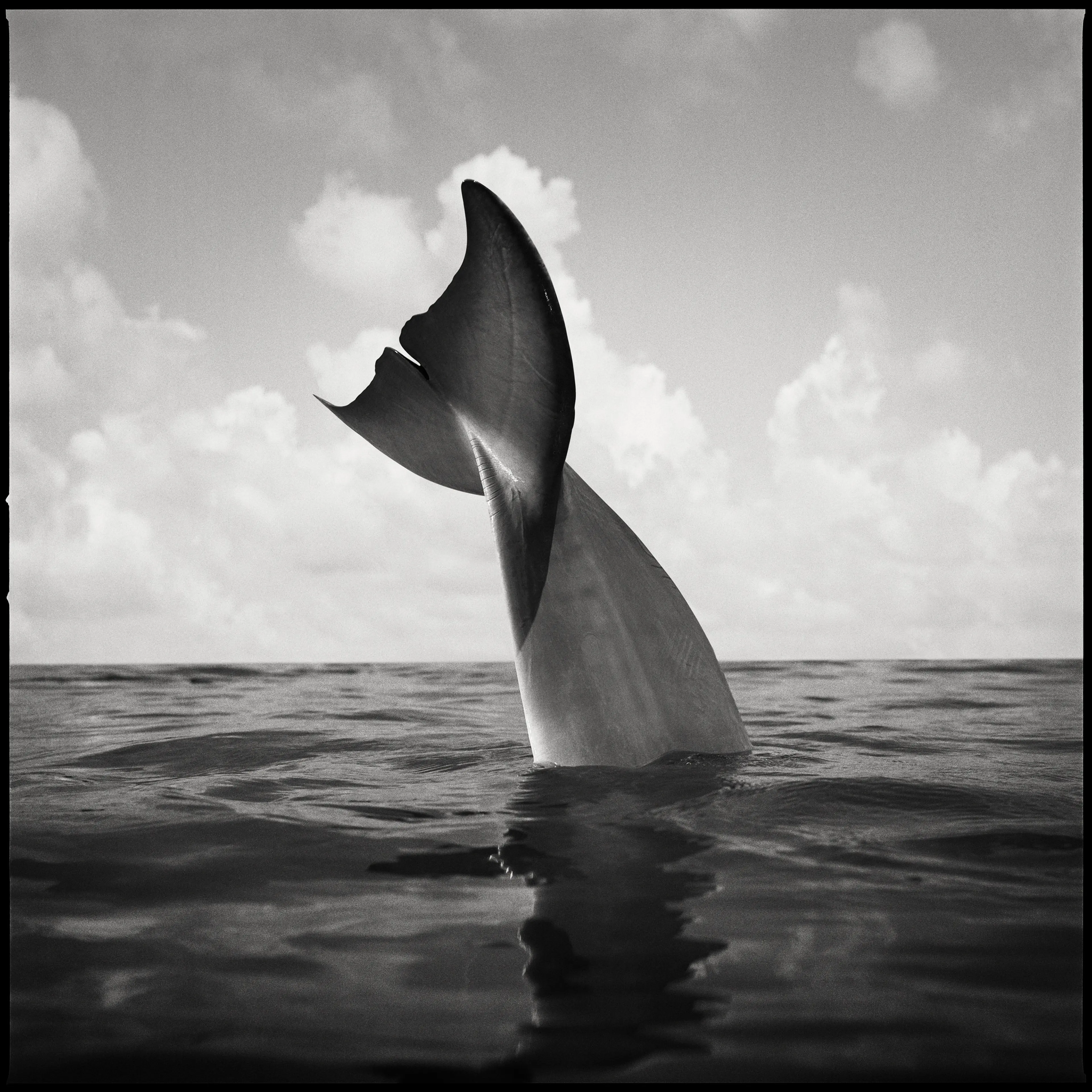 Dolphin Tail, Marathon Key, Fla., 1989.