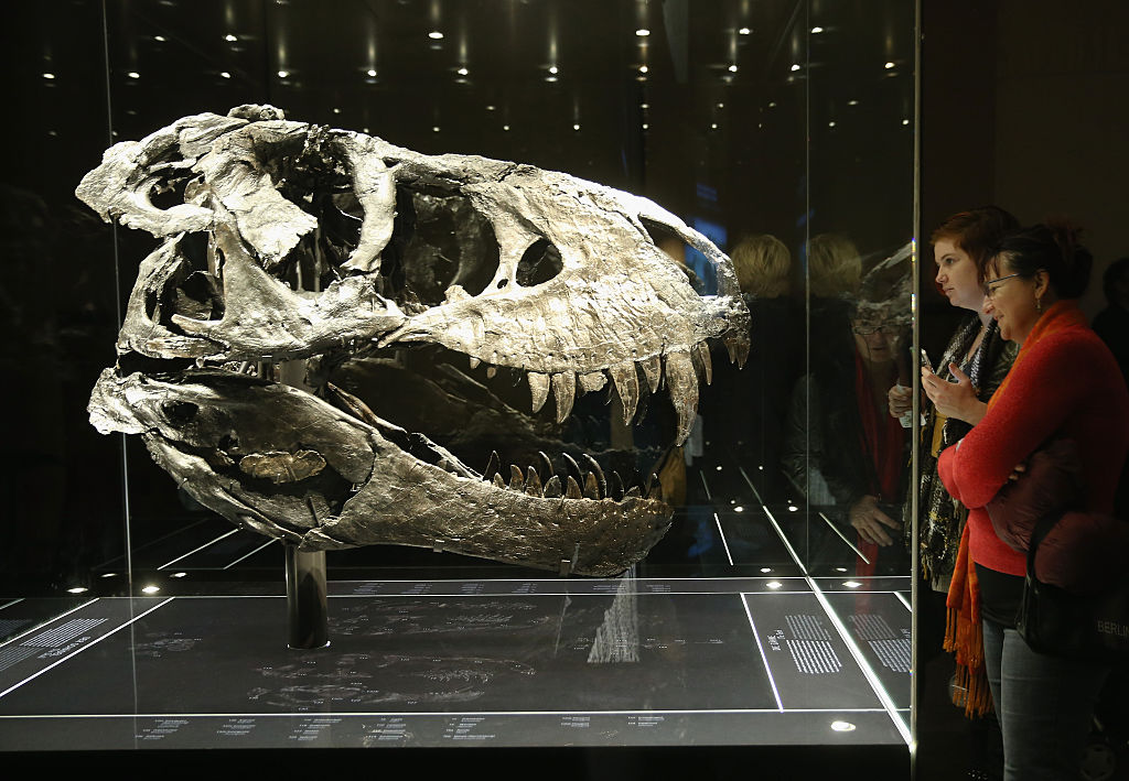Tristan The Tyrannosaurus Rex Presentation In Berlin