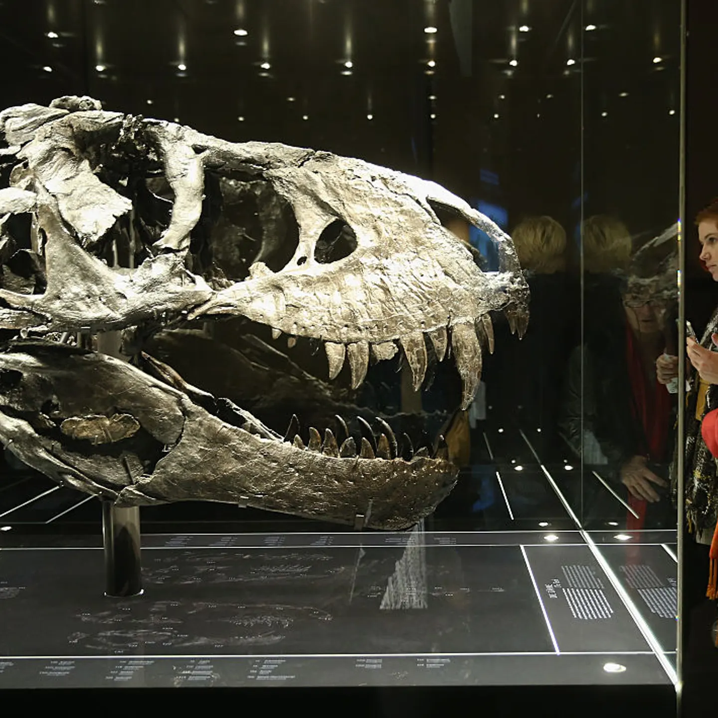 Tristan The Tyrannosaurus Rex Presentation In Berlin