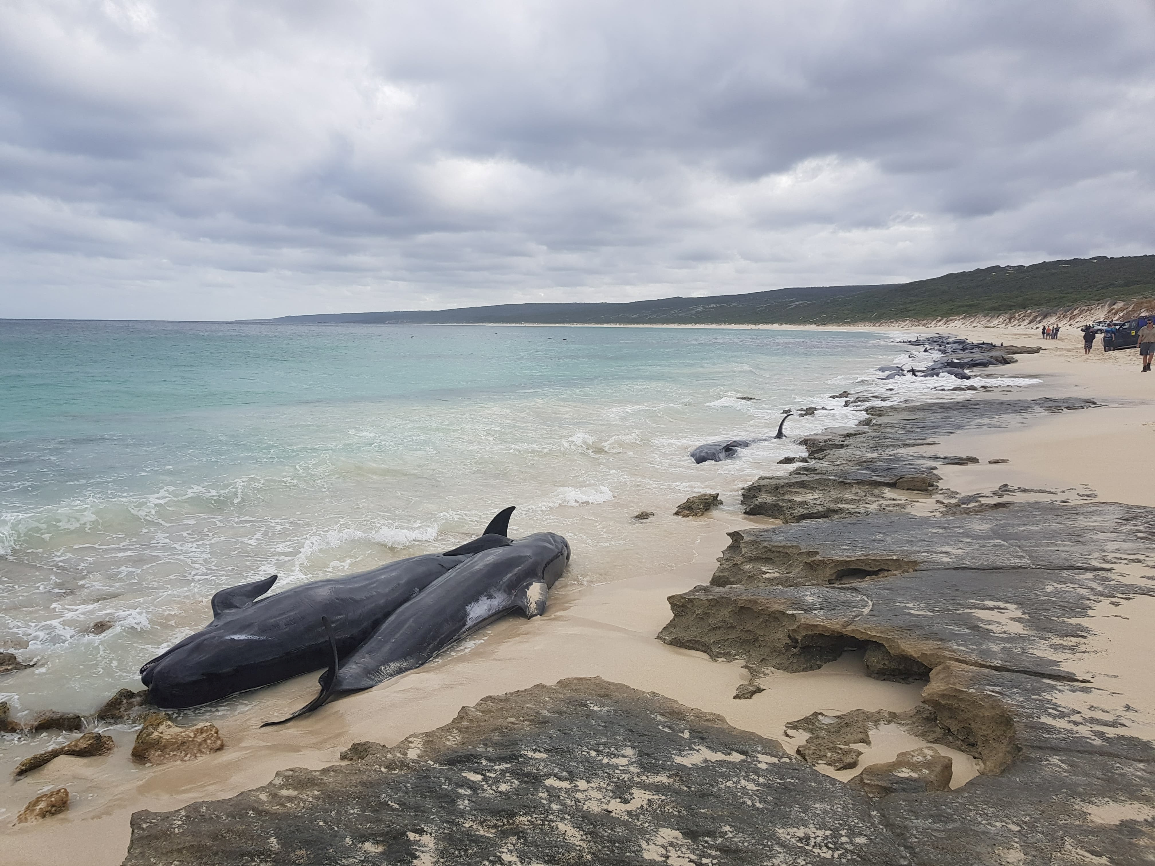 Stranded whales on the beach at Hamelin Bay