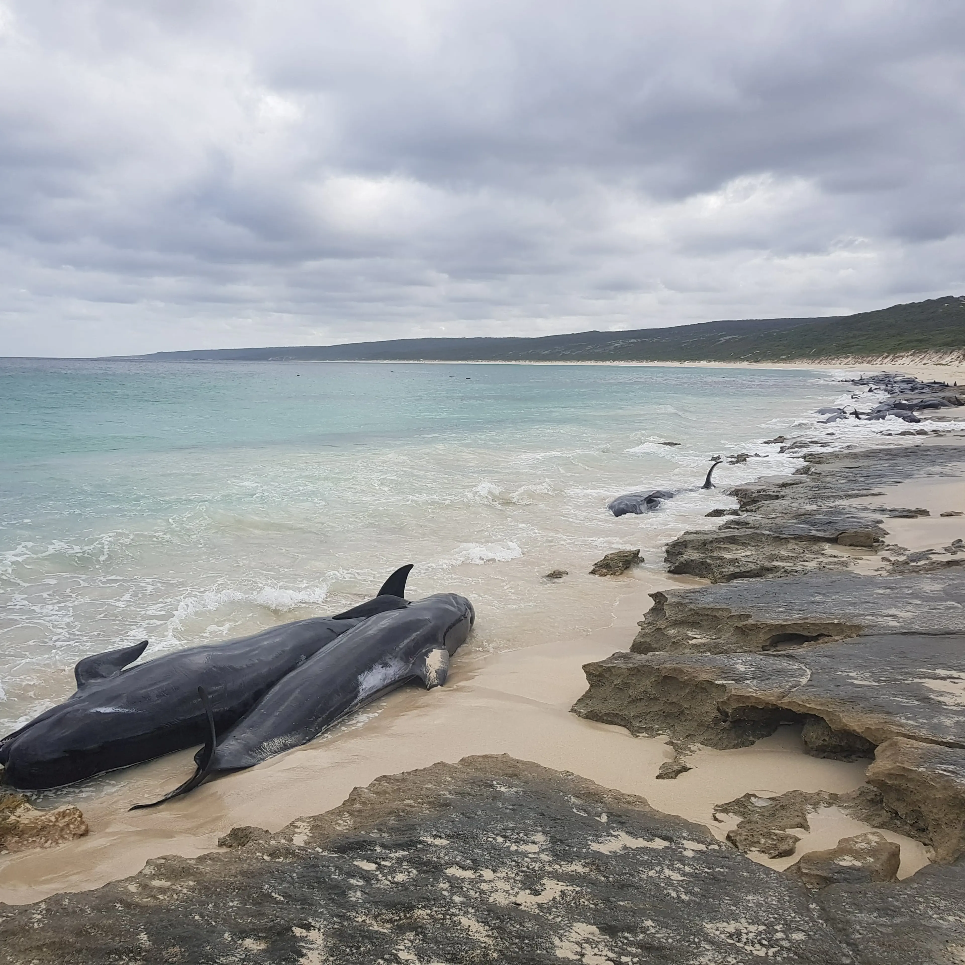 Stranded whales on the beach at Hamelin Bay