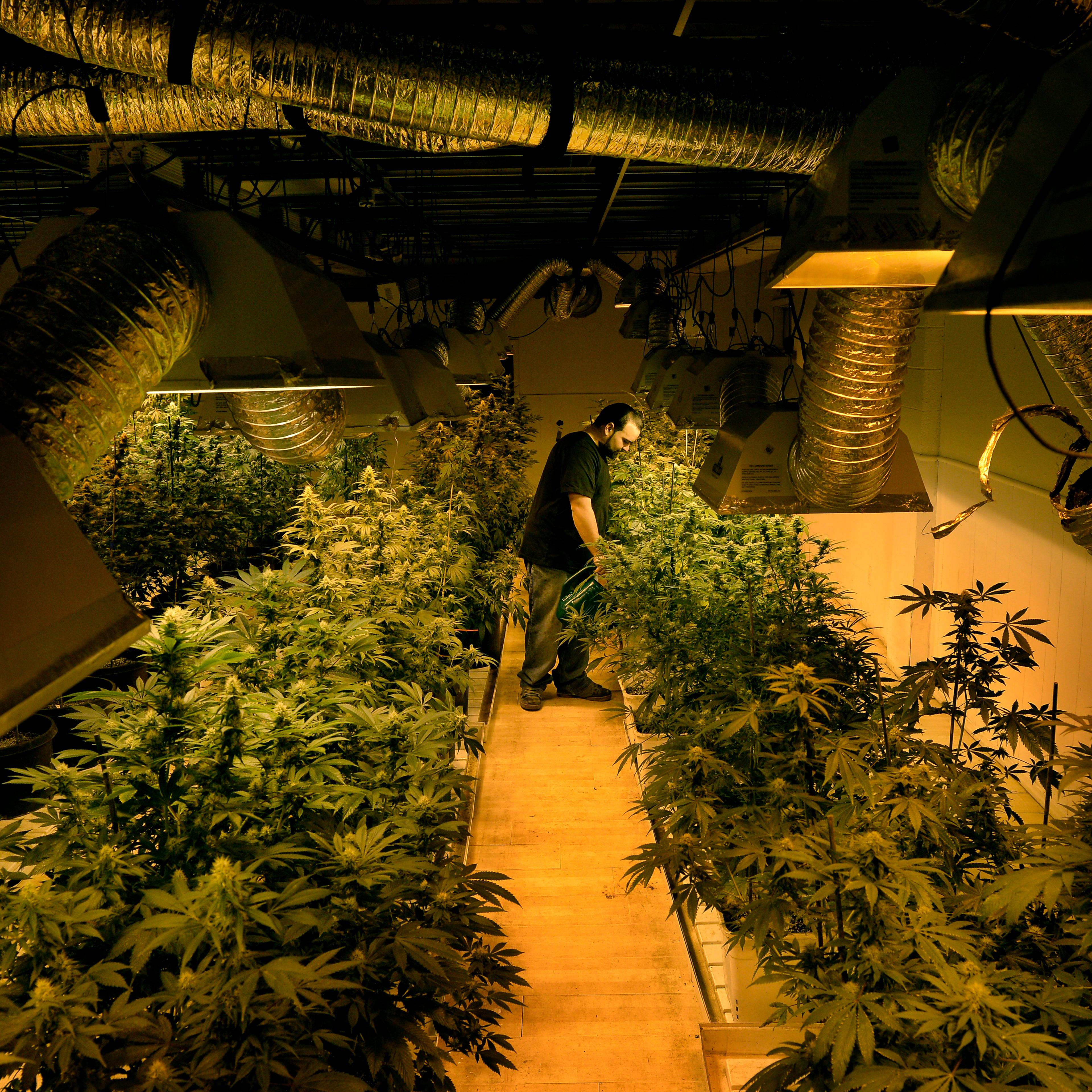 Pot Marijuana Bank Colorado