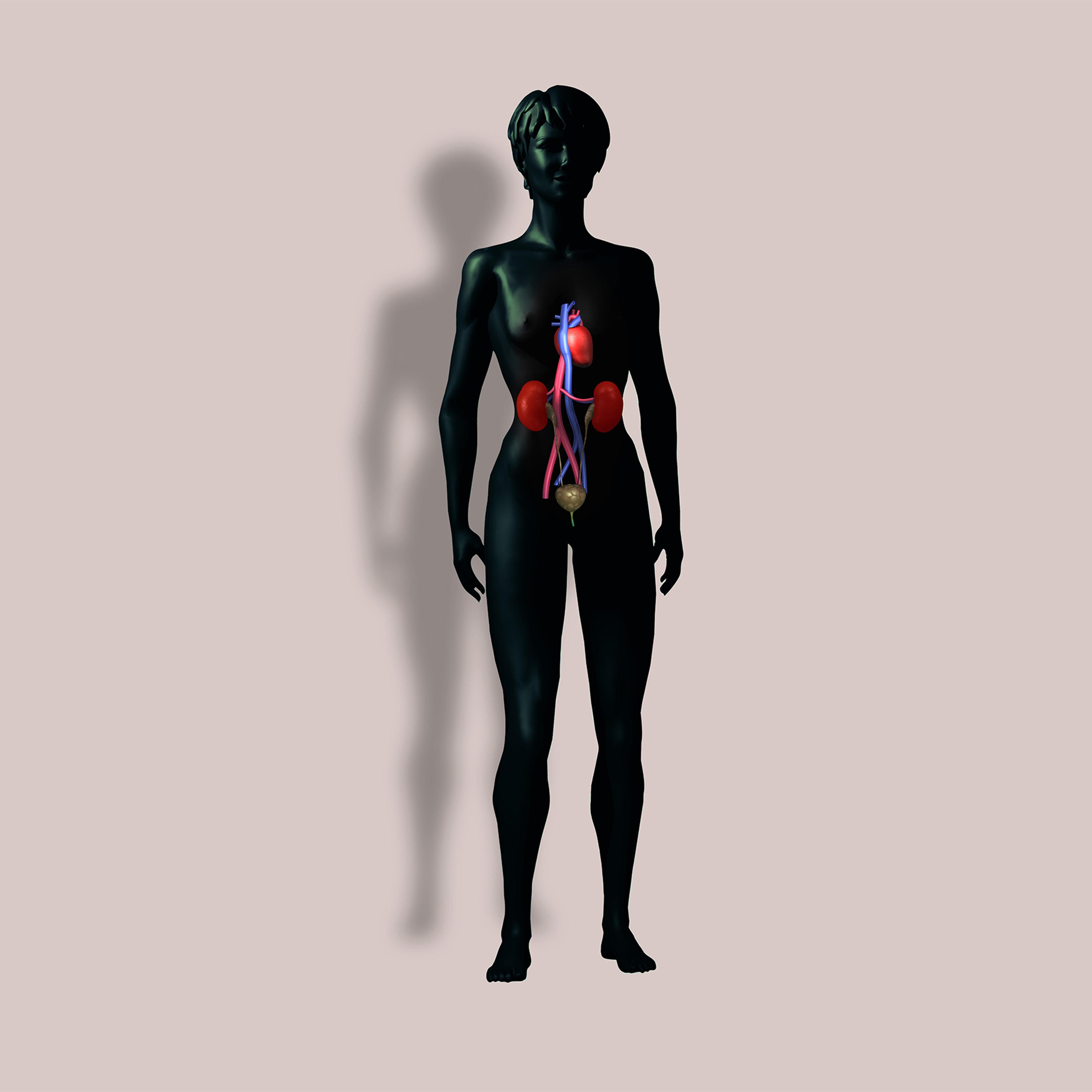 Anatomy of trunk with heart, kidneys, and bladder.