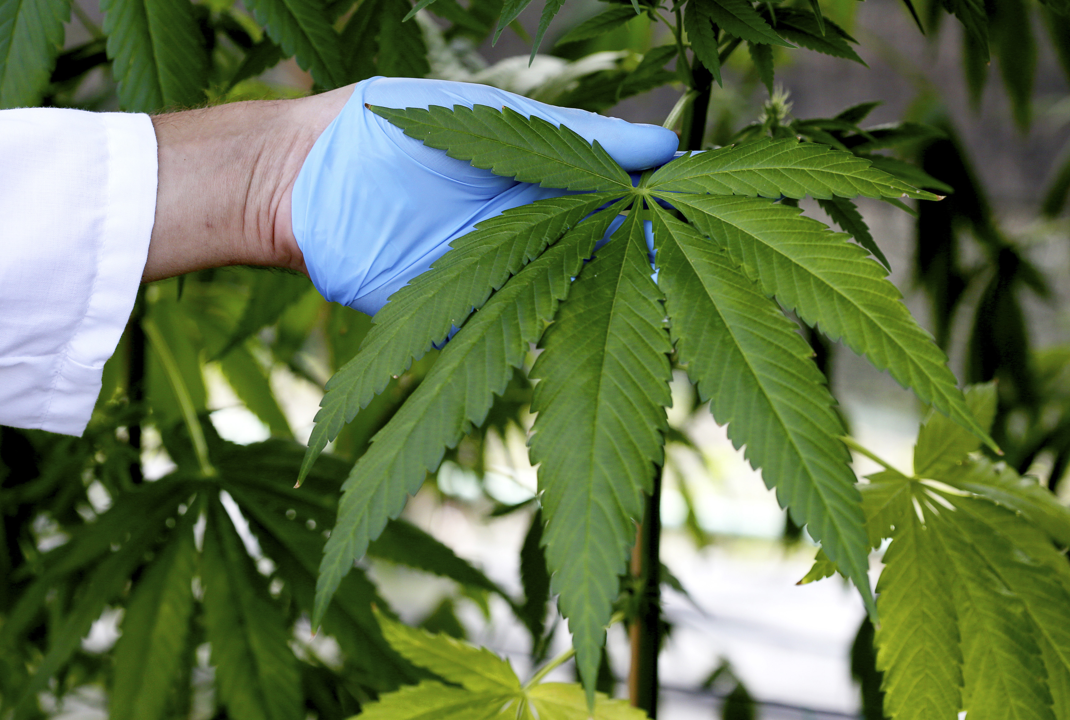 marijuana plant