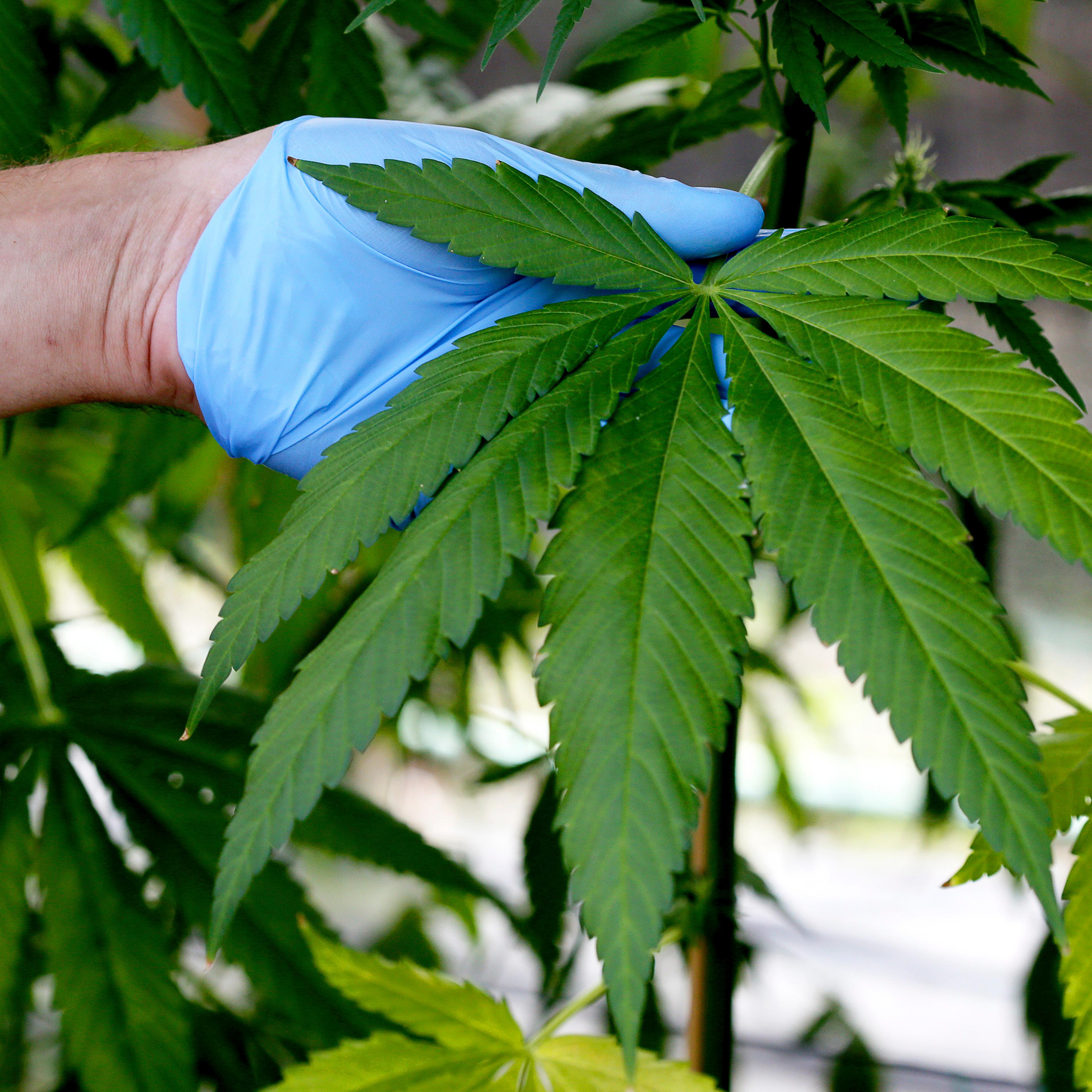 marijuana plant