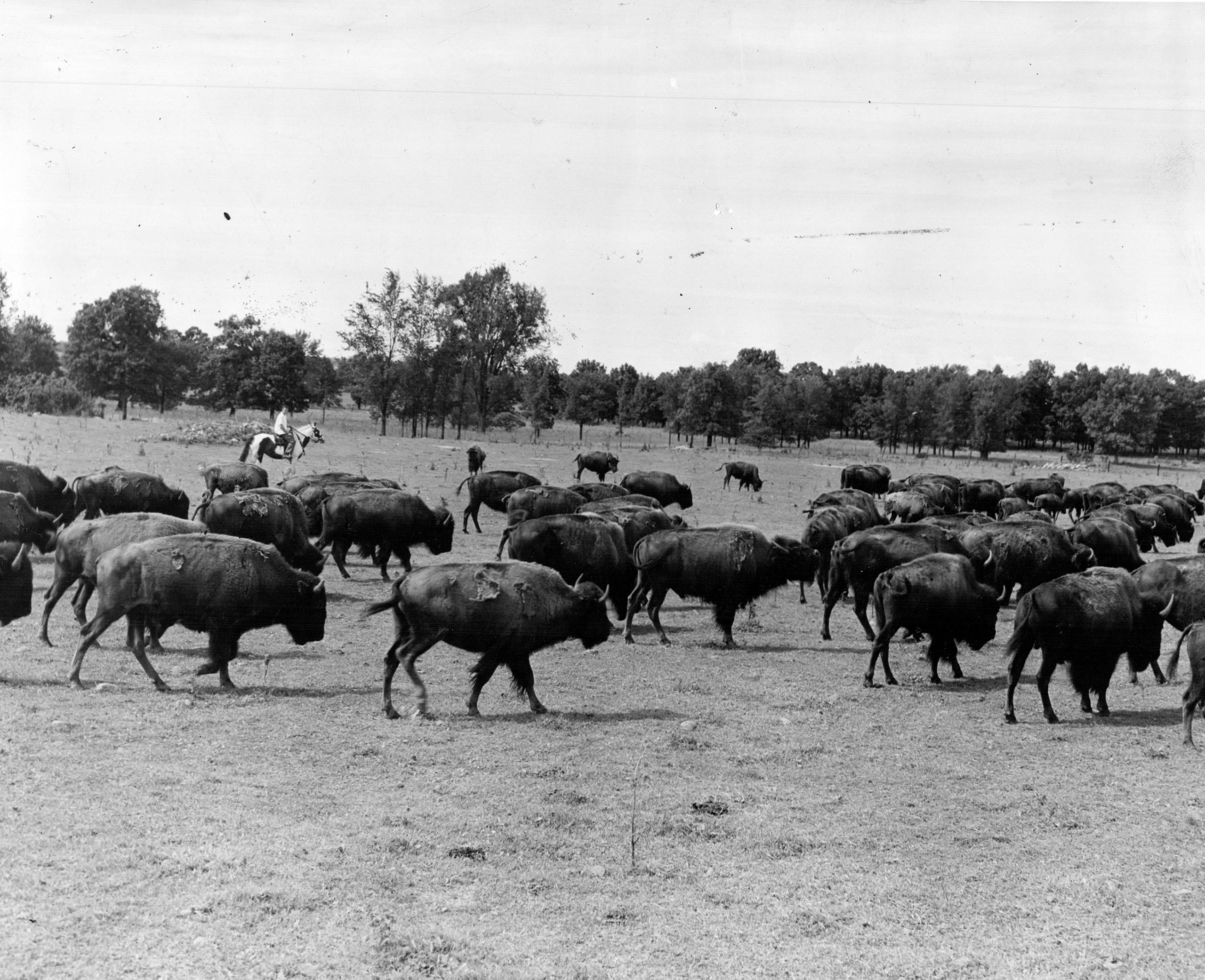 Bison Becomes U.S. National Mammal: Why They Even Exist