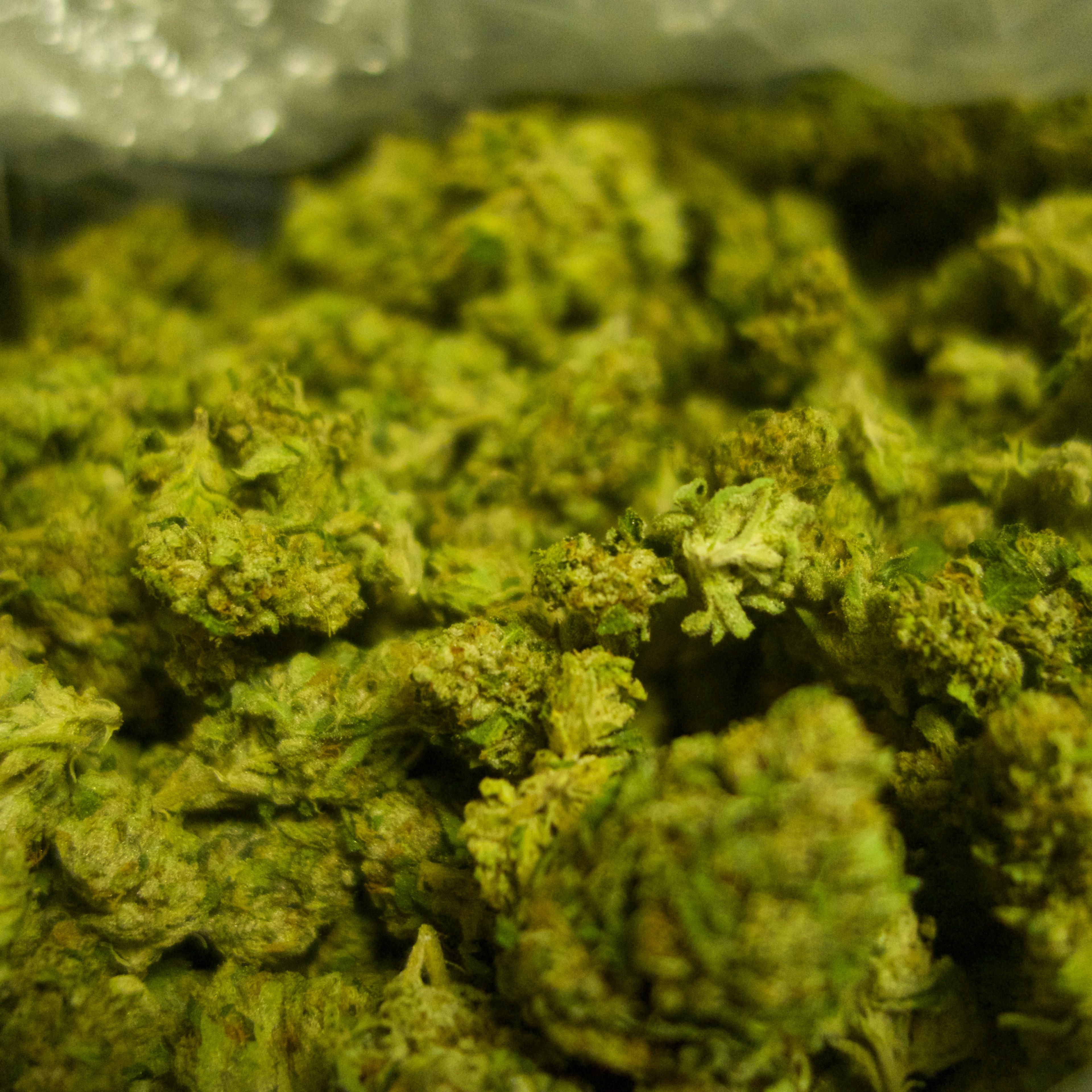 Processed marijuana is pictured in Ferndale, Calif., on October 22, 2016.