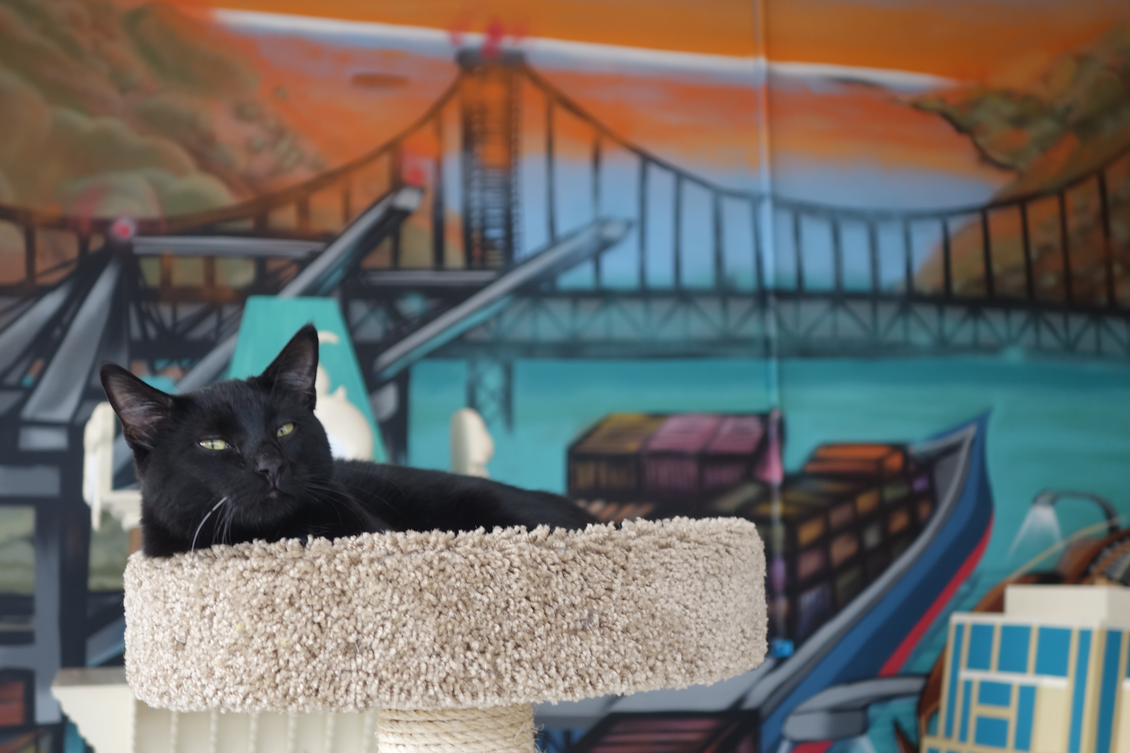 A cat lounges at Cat Town Cafe, the nation's first permanent cat cafe, during the grand opening on Oct. 25, 2014 in Oakland, Calif.