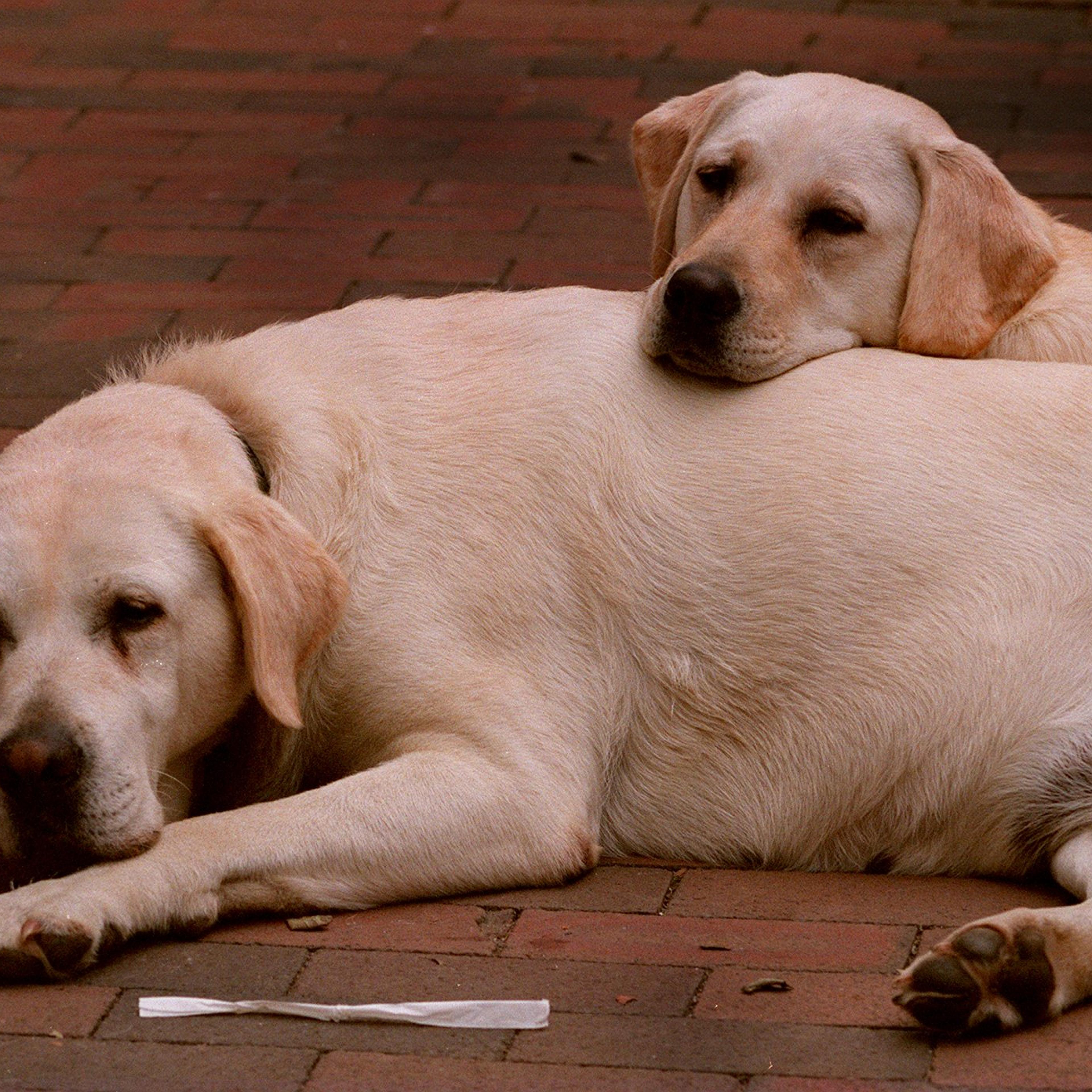 NANTUCKET, MA - SEPTEMBER 8: Two labradors wait for their owner at a restaurant on Main Street in Nantucket. (Photo by Bill Brett/The Boston Globe via Getty Images)
