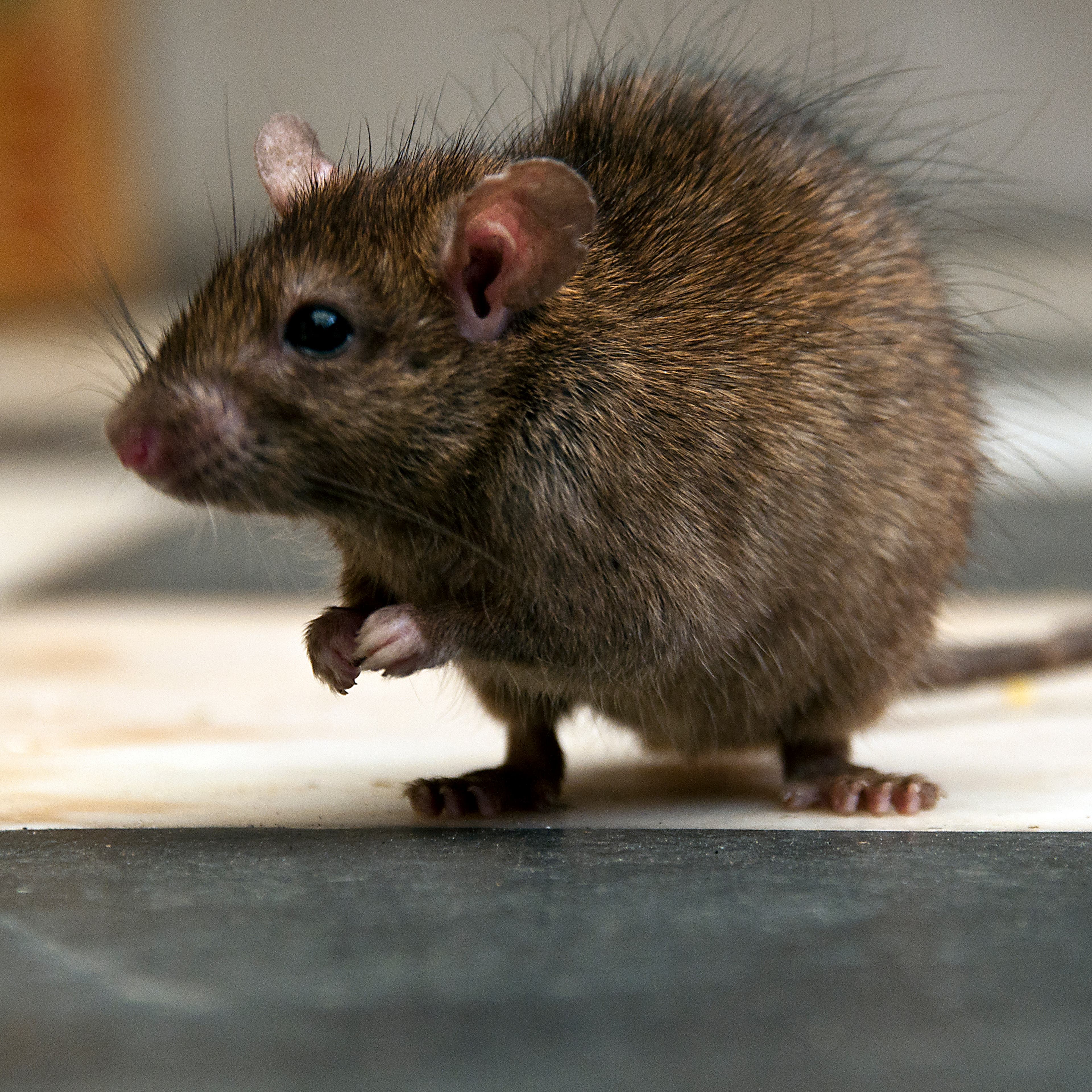 Rat in temple
