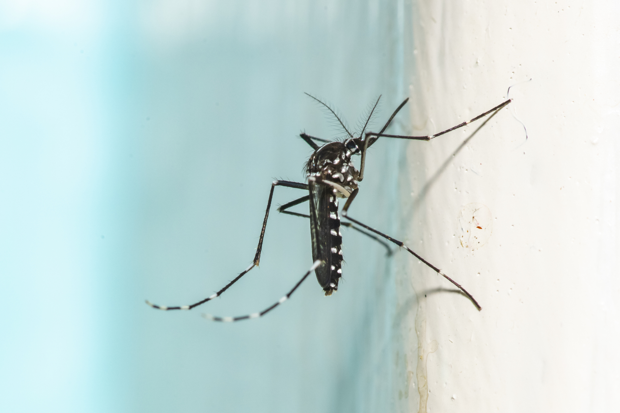 15 Things Mosquito Experts Never Do in the Summer 15 Things Mosquito Experts Never Do in the Summer