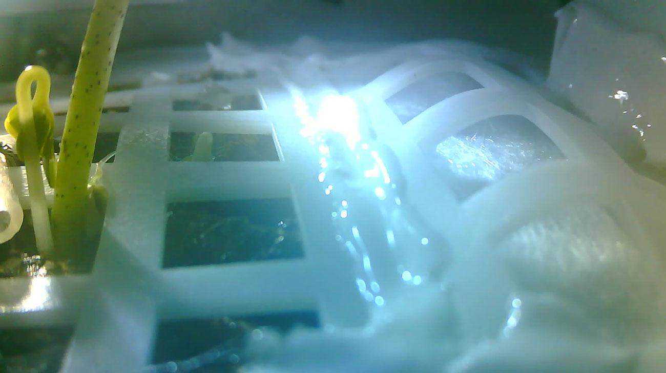 Cotton sprouts on board the Chinese lunar lander. 