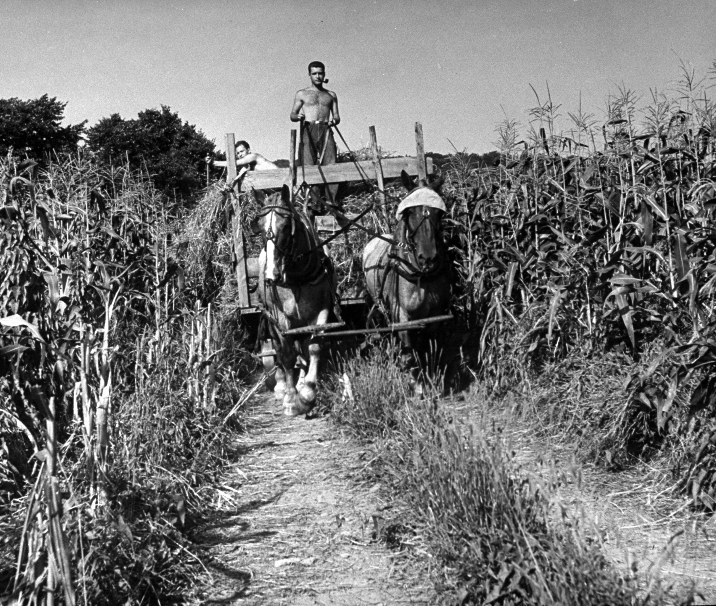 Vermont Volunteer Land Corps 1942