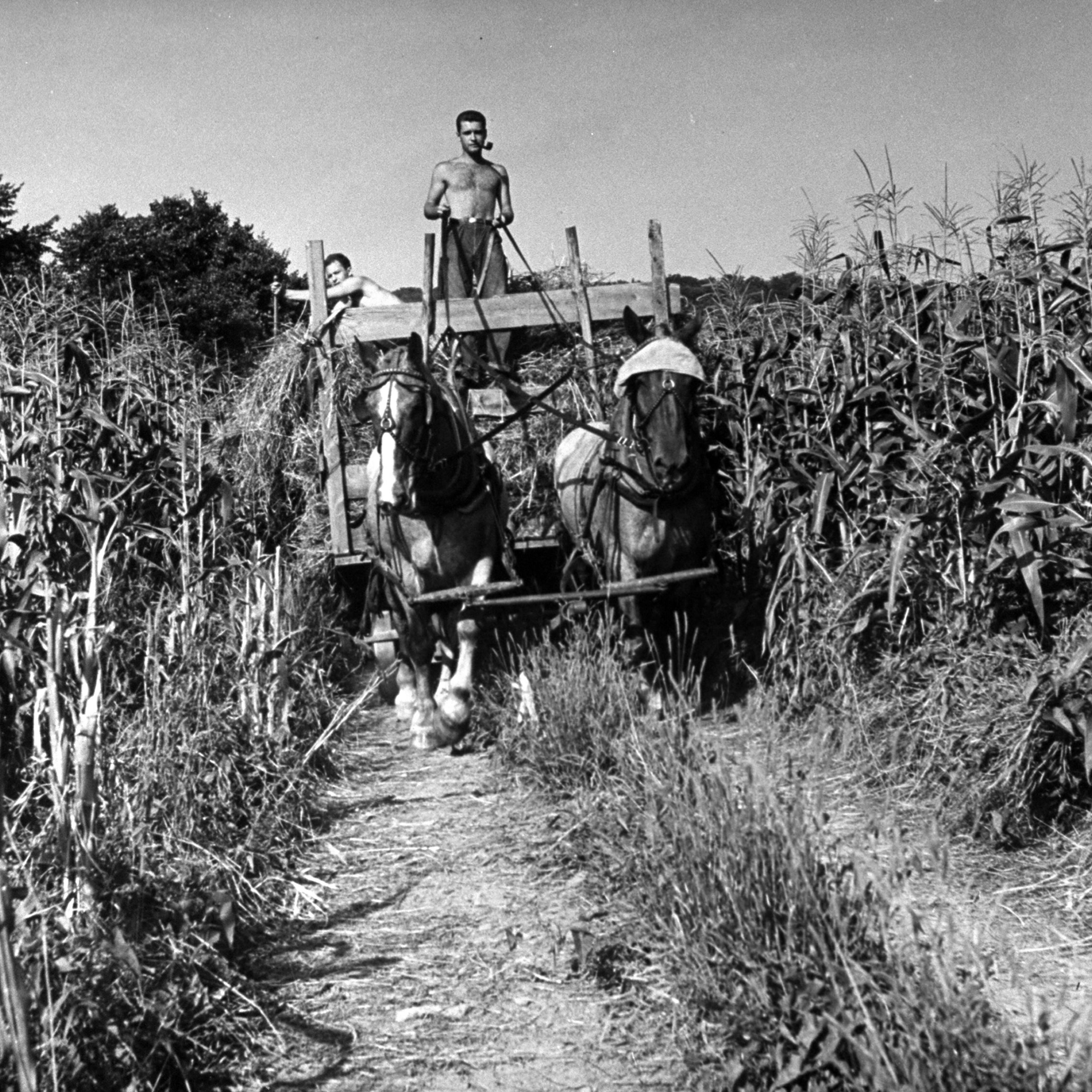 Vermont Volunteer Land Corps 1942