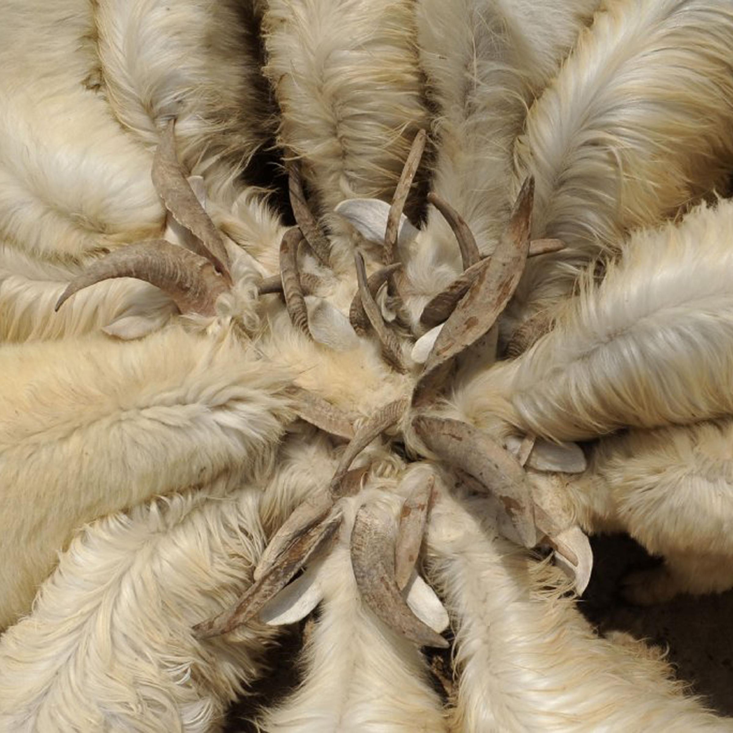 A herd of sheep scrambling to drink water in the Jiefang Xinzhuang village of Tongxin County in northern China, Aug. 12, 2011.