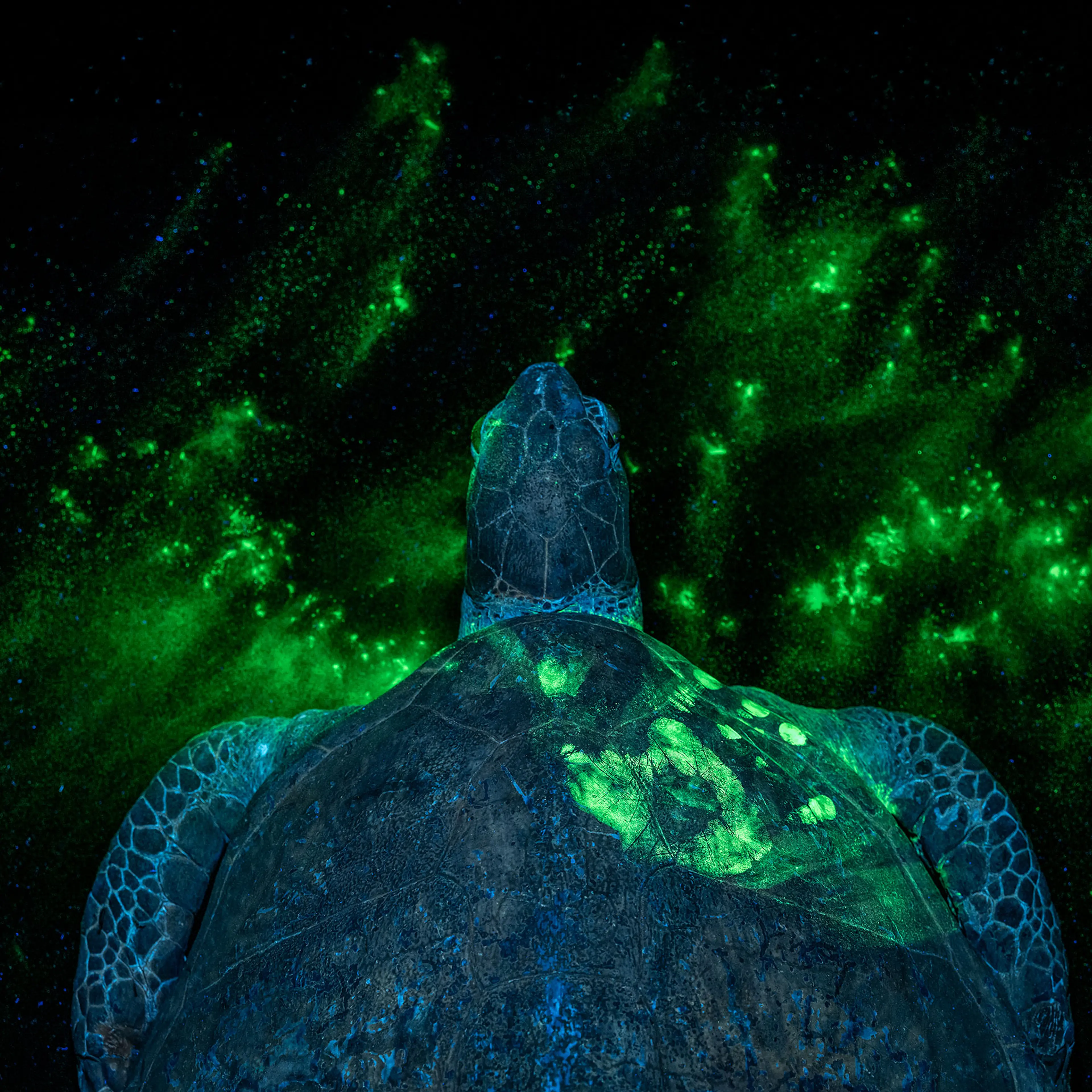 Wildlife forensics — the work that aims to disrupt or dismantle criminal networks and wildlife trade chains. On the first glance this appears to be a fascinating underwater image of a green sea turtle (Chelonia mydas) but can you spot the hand print? Thi