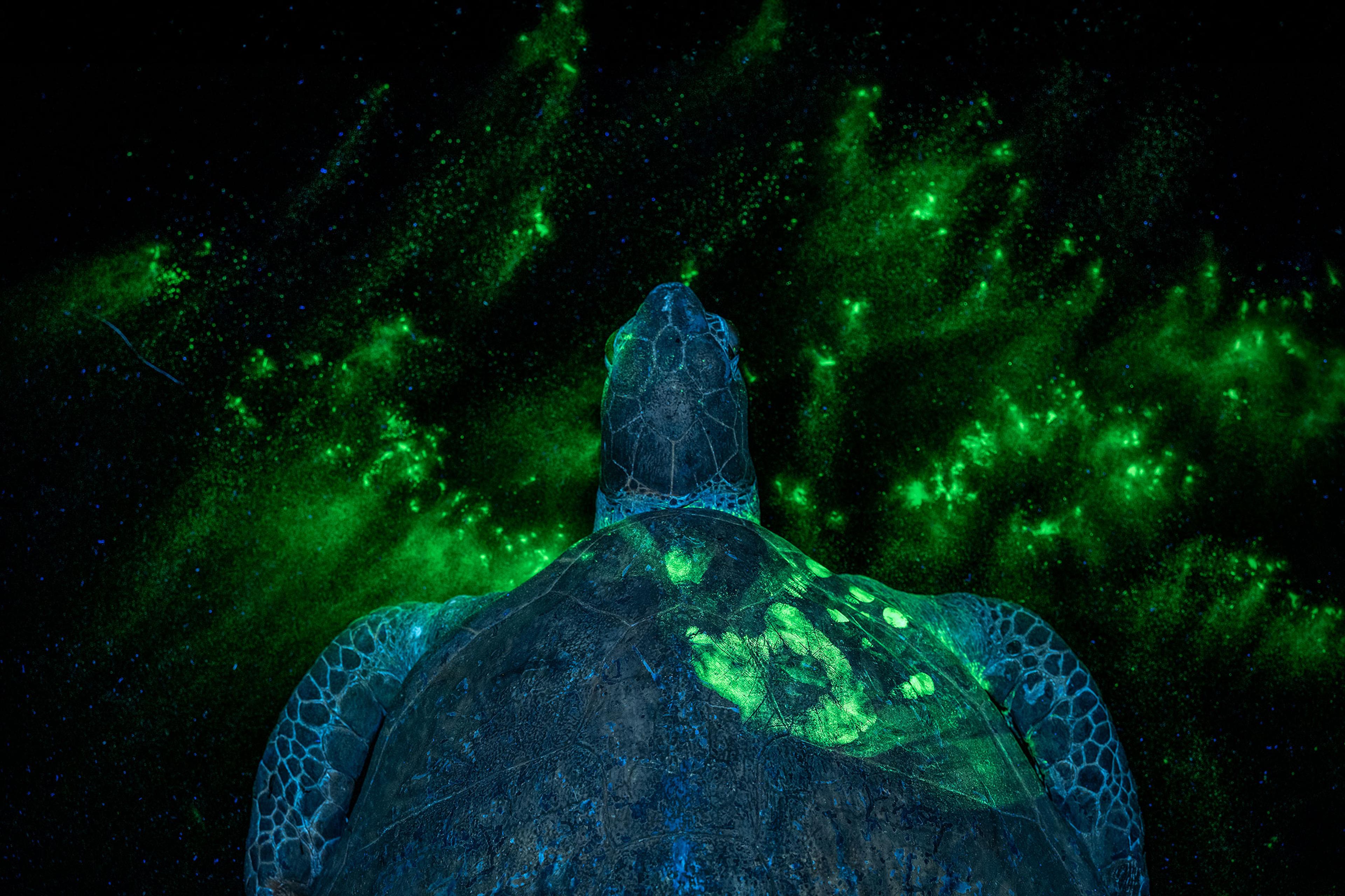 Wildlife forensics — the work that aims to disrupt or dismantle criminal networks and wildlife trade chains. On the first glance this appears to be a fascinating underwater image of a green sea turtle (Chelonia mydas) but can you spot the hand print? Thi