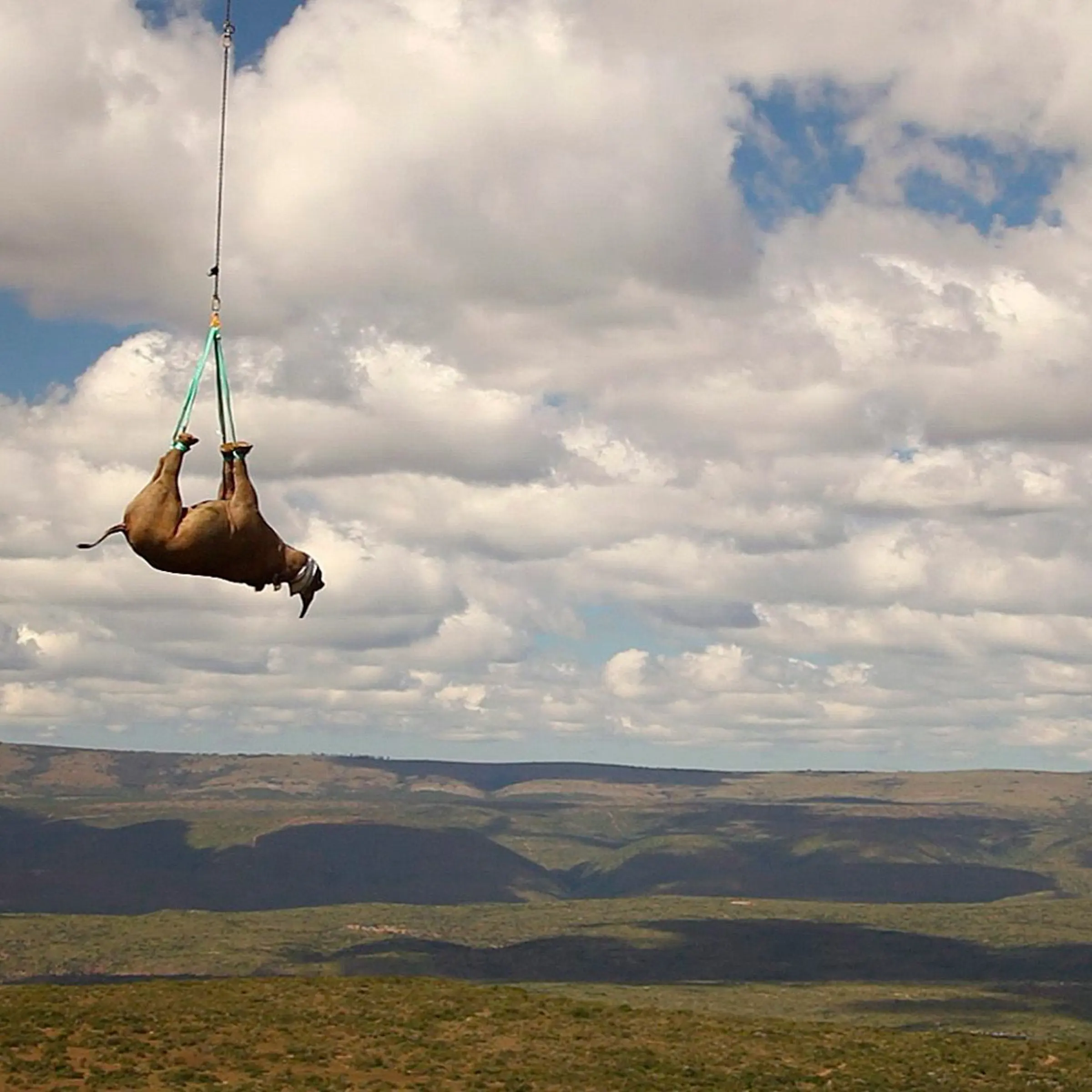 November 8, 2011. A sedated black rhino is carried by military helicopter away from a poaching area in the hills of the Eastern Cape in South Africa to a new home 15 miles away. The World Wildlife Fund organized the move of 1,000 rhinos, which are under threat from poachers across Africa because of the market value of their horns.