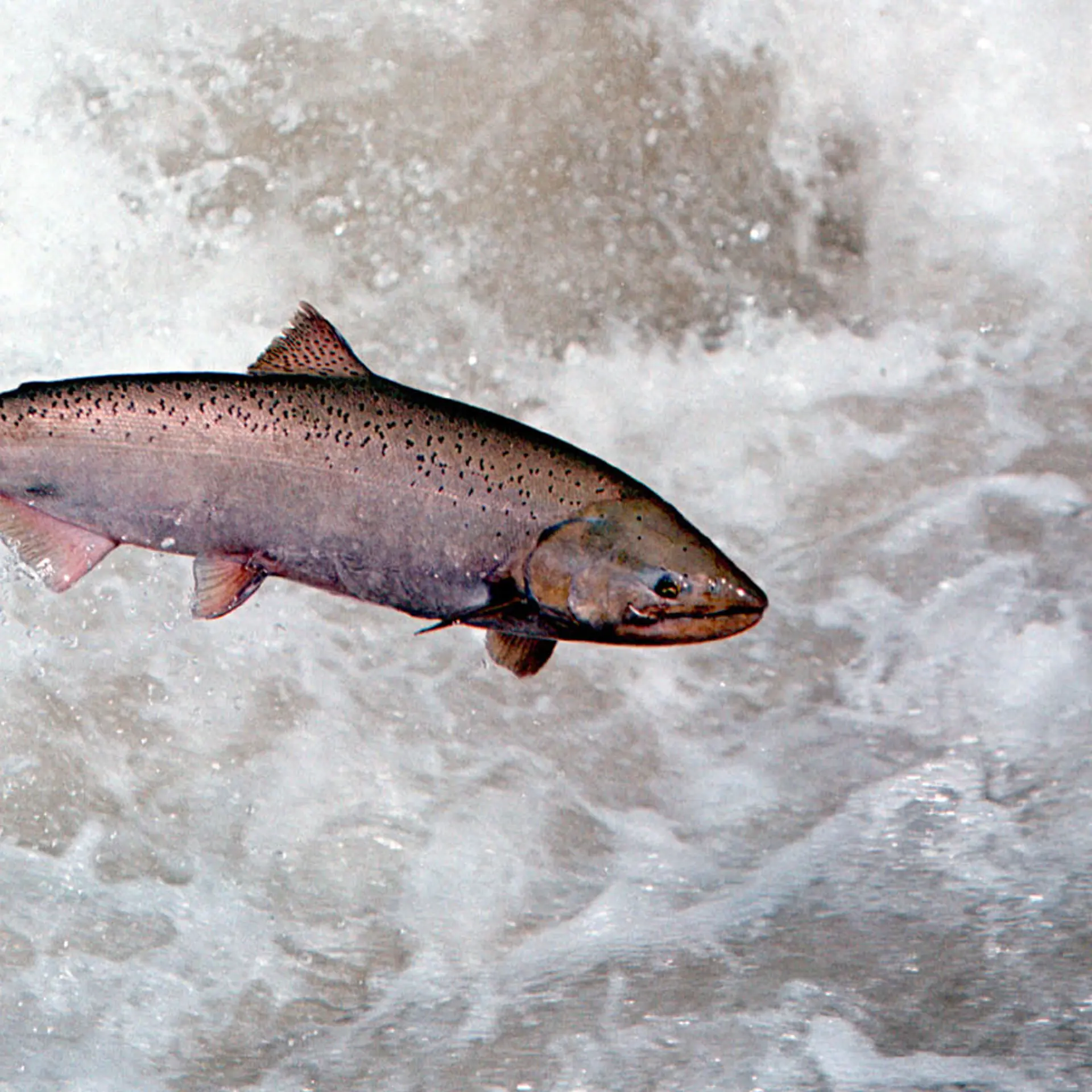 A Chinook Salmon in the Rapid River in Idaho, on May 17, 2001.