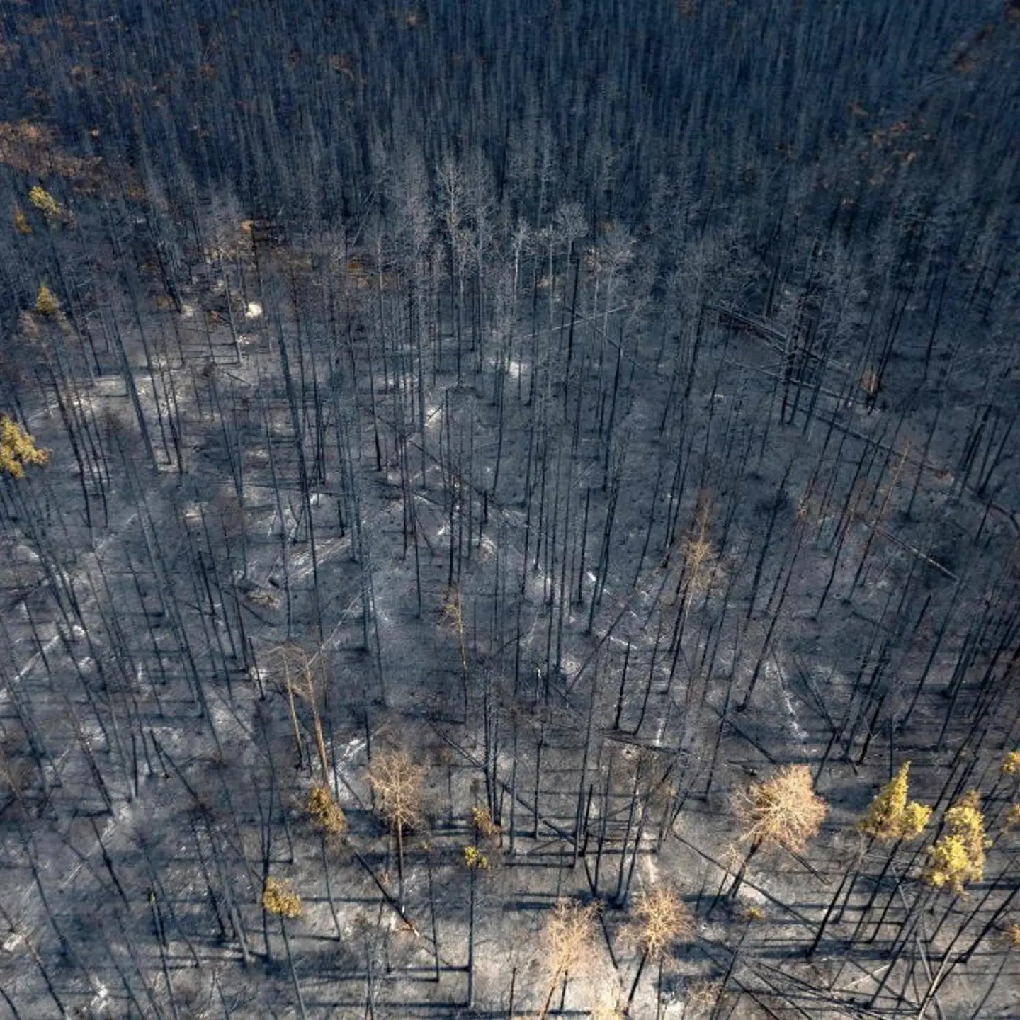 A burnt landscape caused by wildfires near Entrance, Wild Hay area, Alberta, Canada on May 10, 2023.