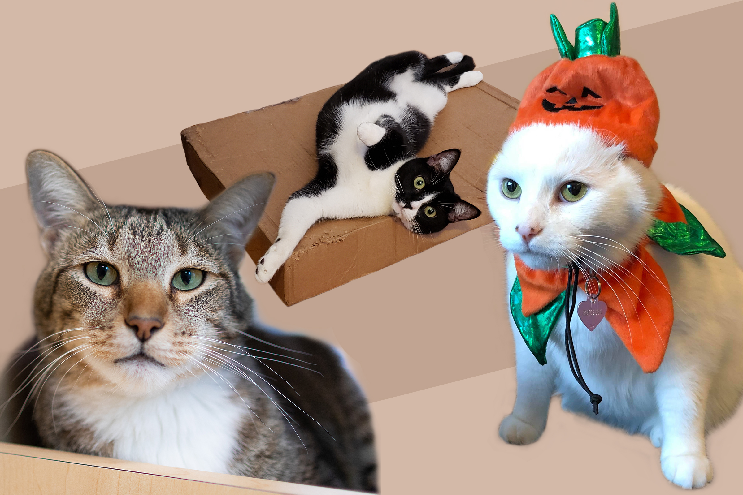 Welcome to the Ultimate Chaotic Catittude Power Ranking of the Cattiest Cats Around