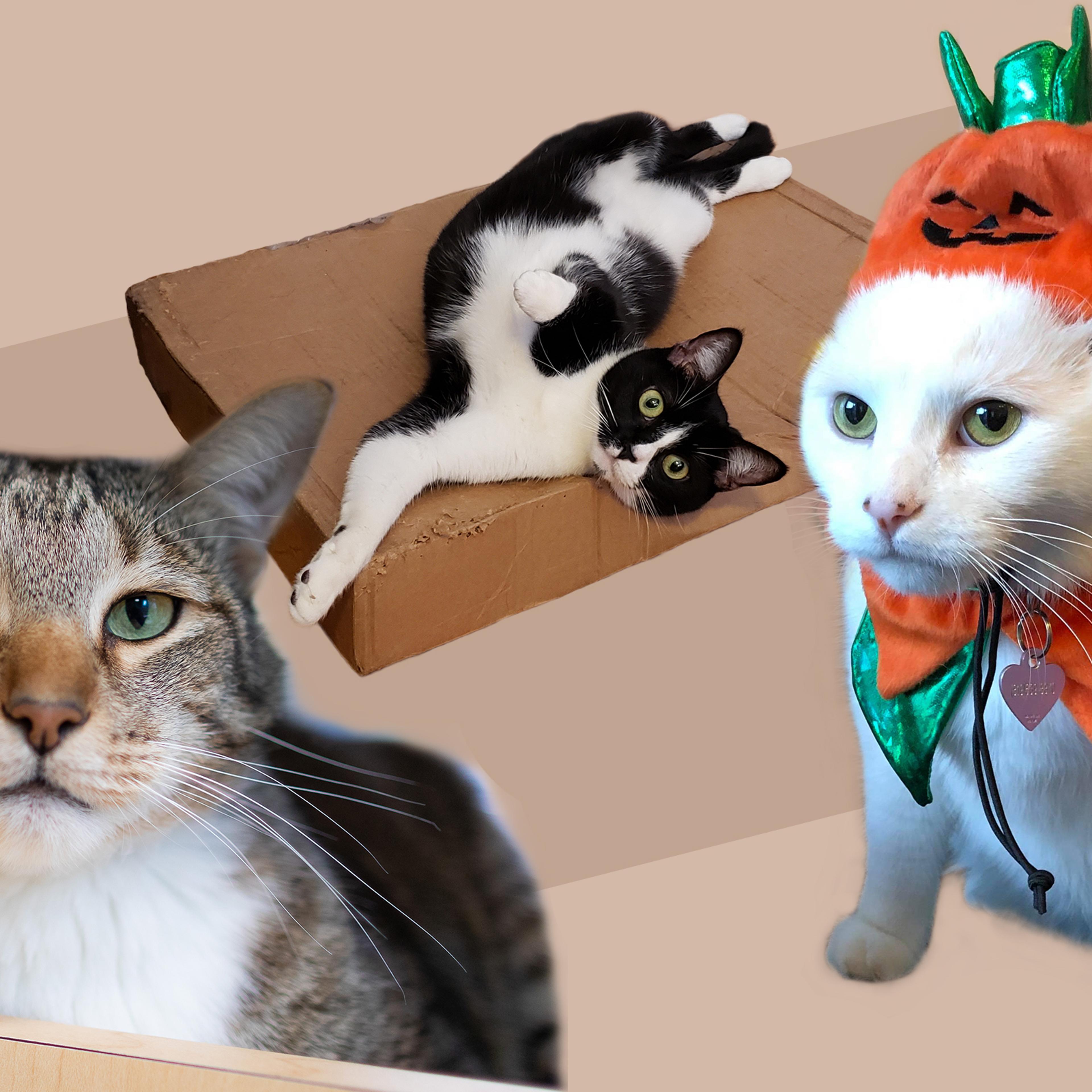 Welcome to the Ultimate Chaotic Catittude Power Ranking of the Cattiest Cats Around