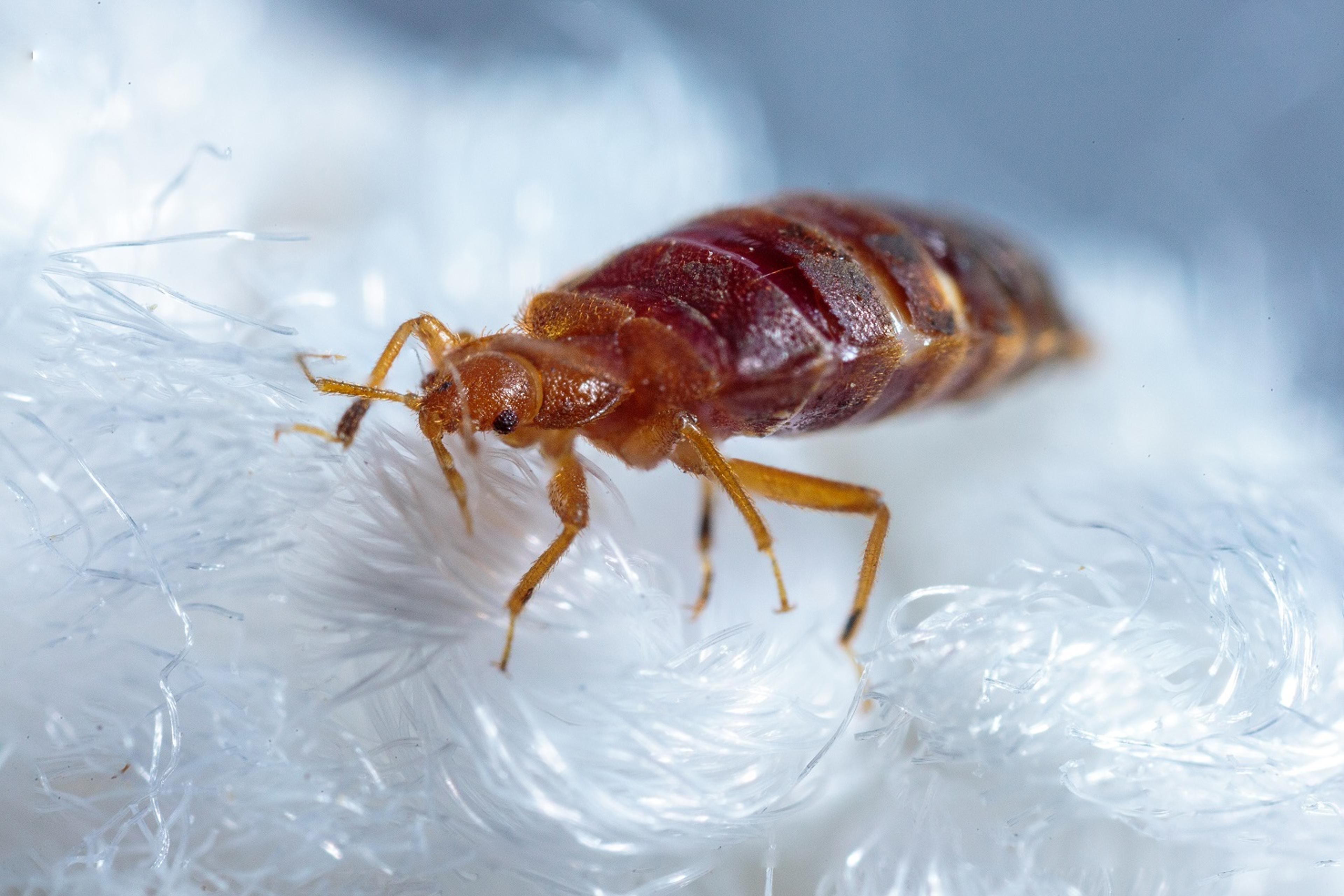 Bed Bugs, Entomology Bed bugs explore different materials in the lab.