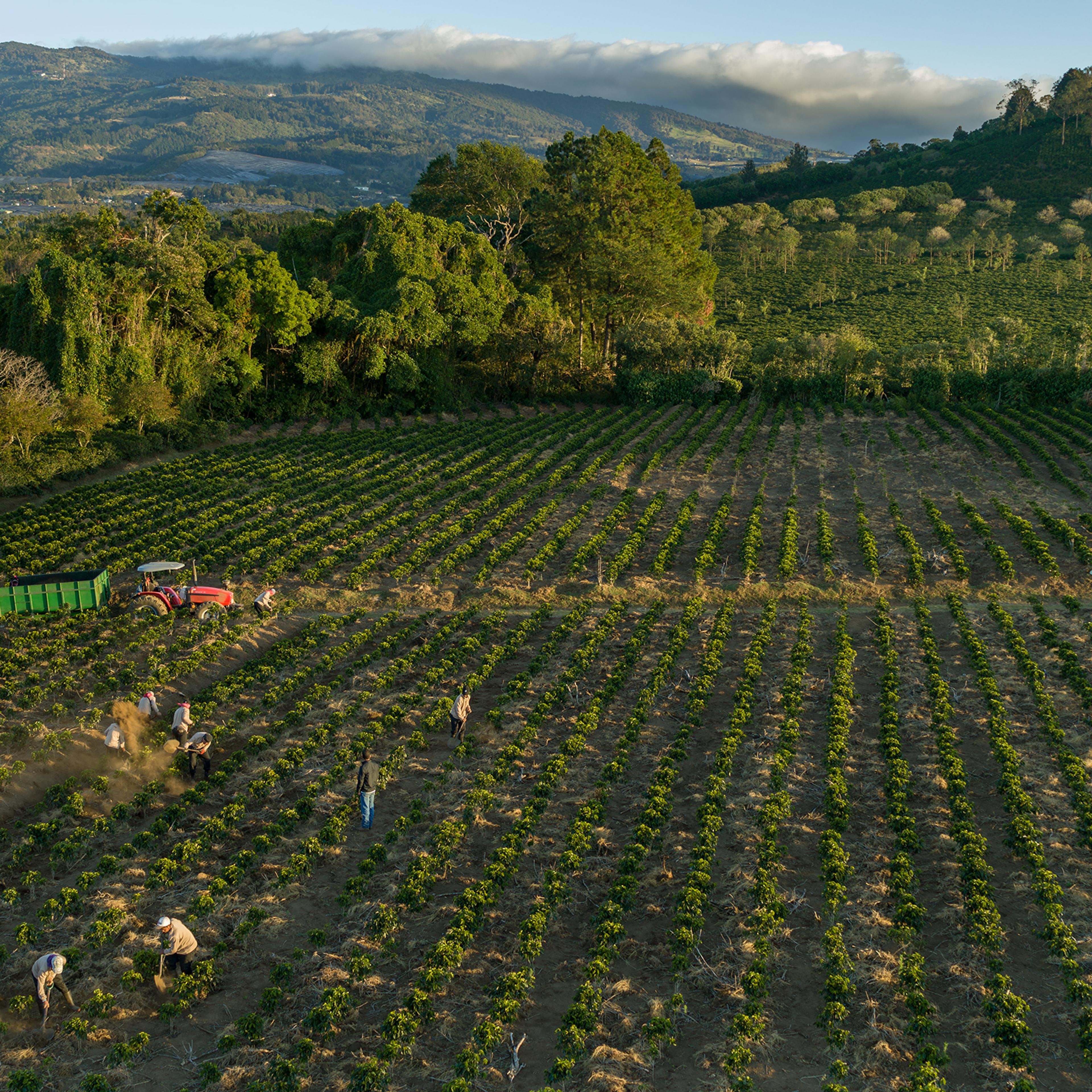Coffee Starbucks Climate Change