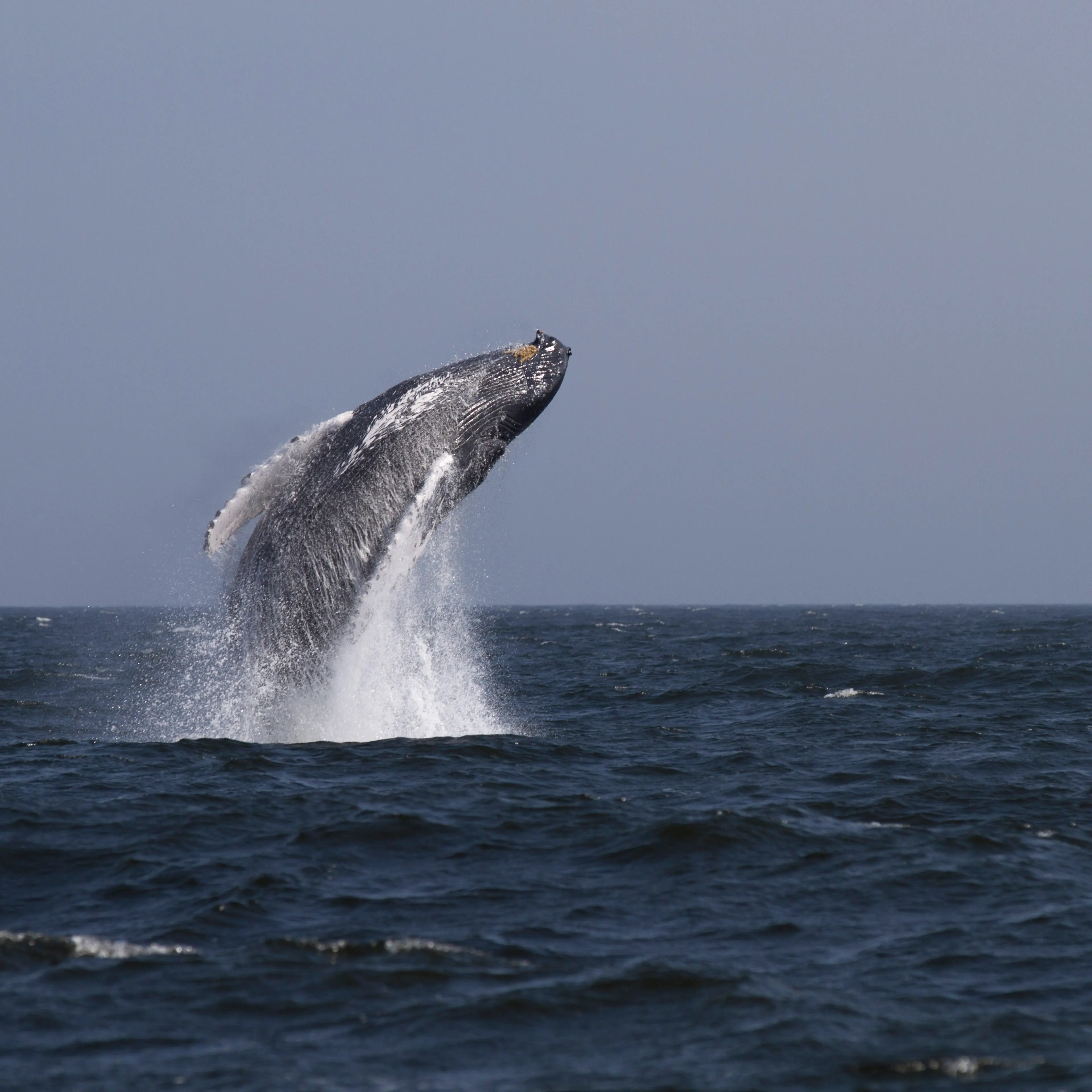 Humpback whale breaches 3 miles off of Rockaway Beach on August 31, 2014 in New York City