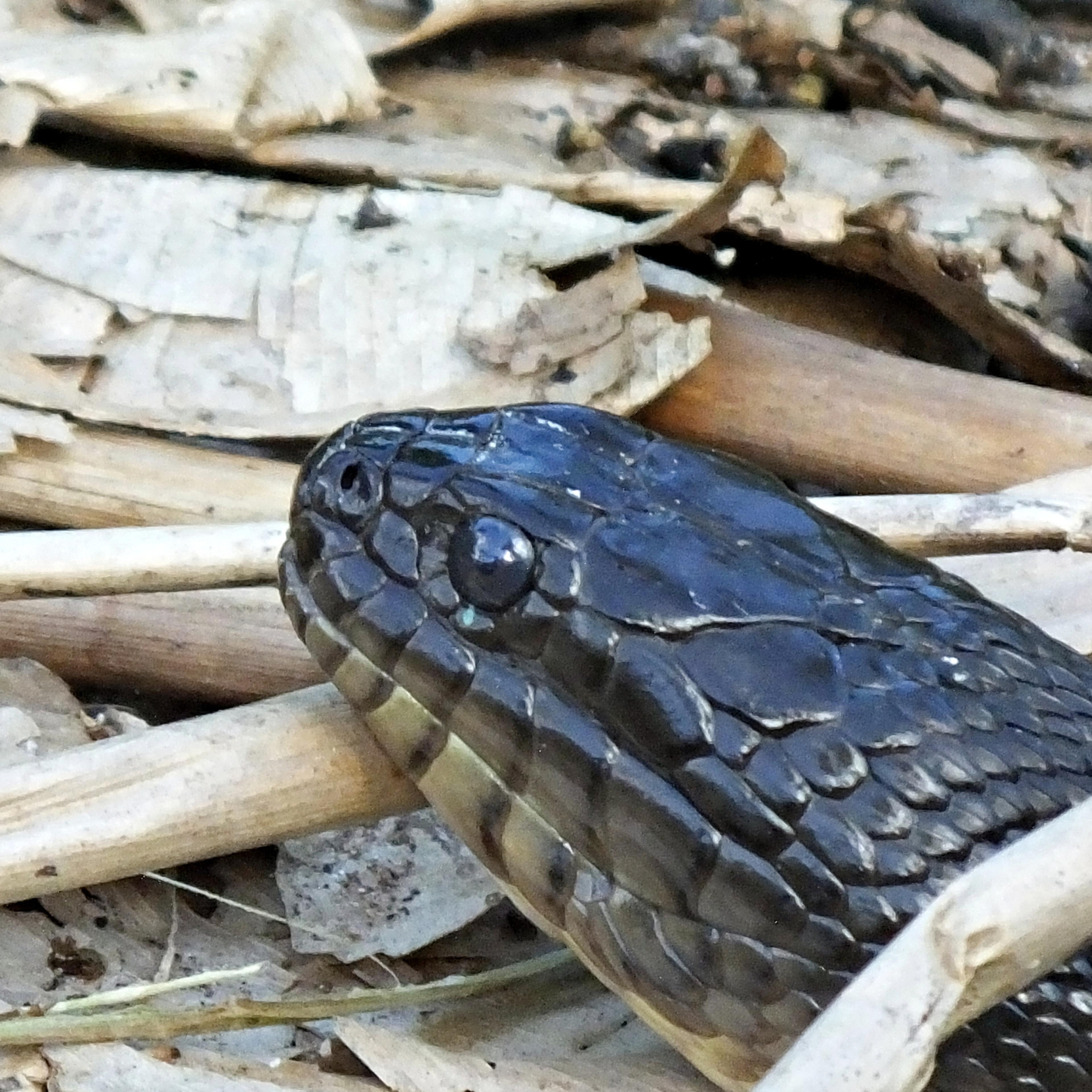 snakes mating lakeland florida