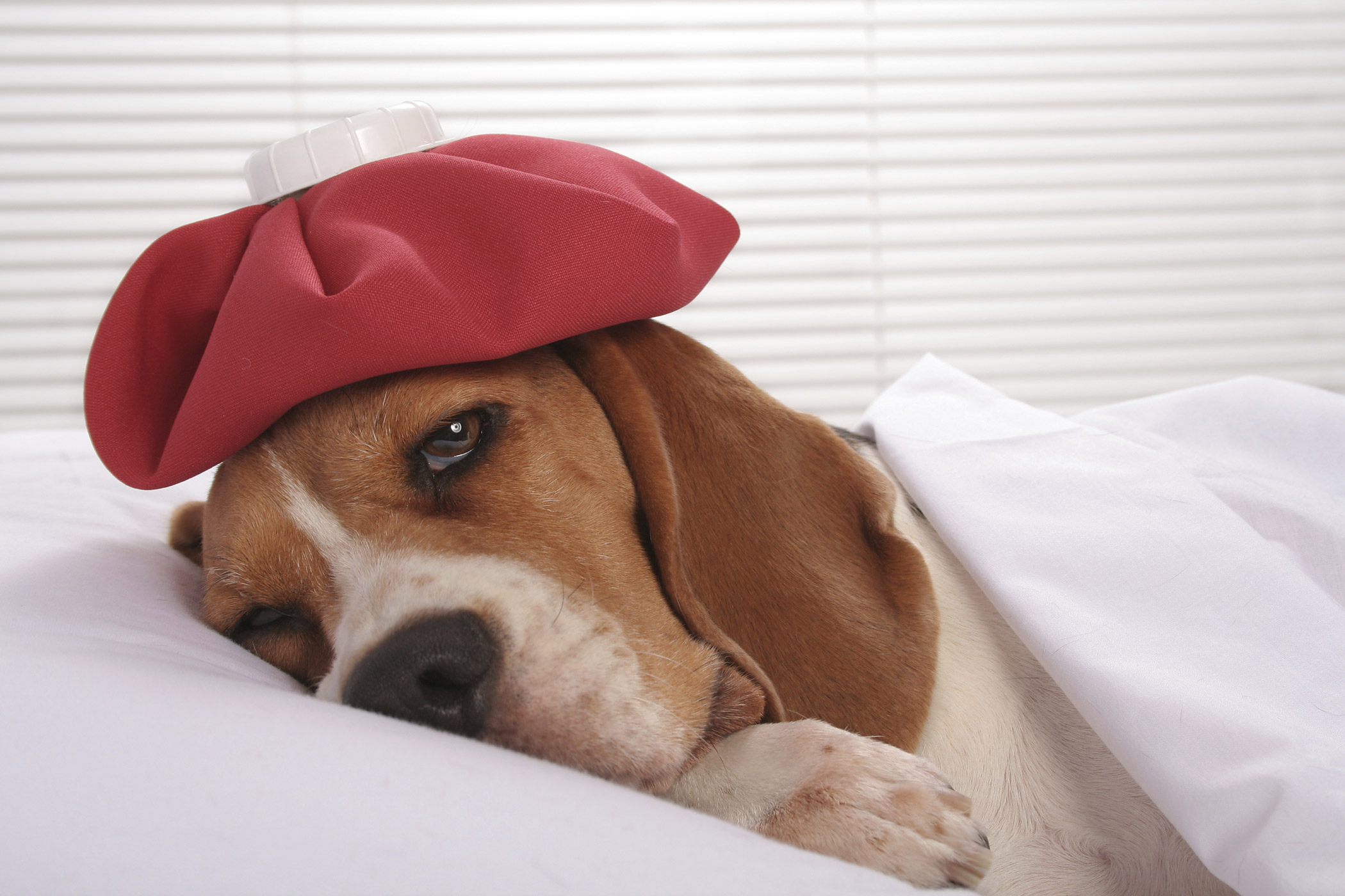 sick dog