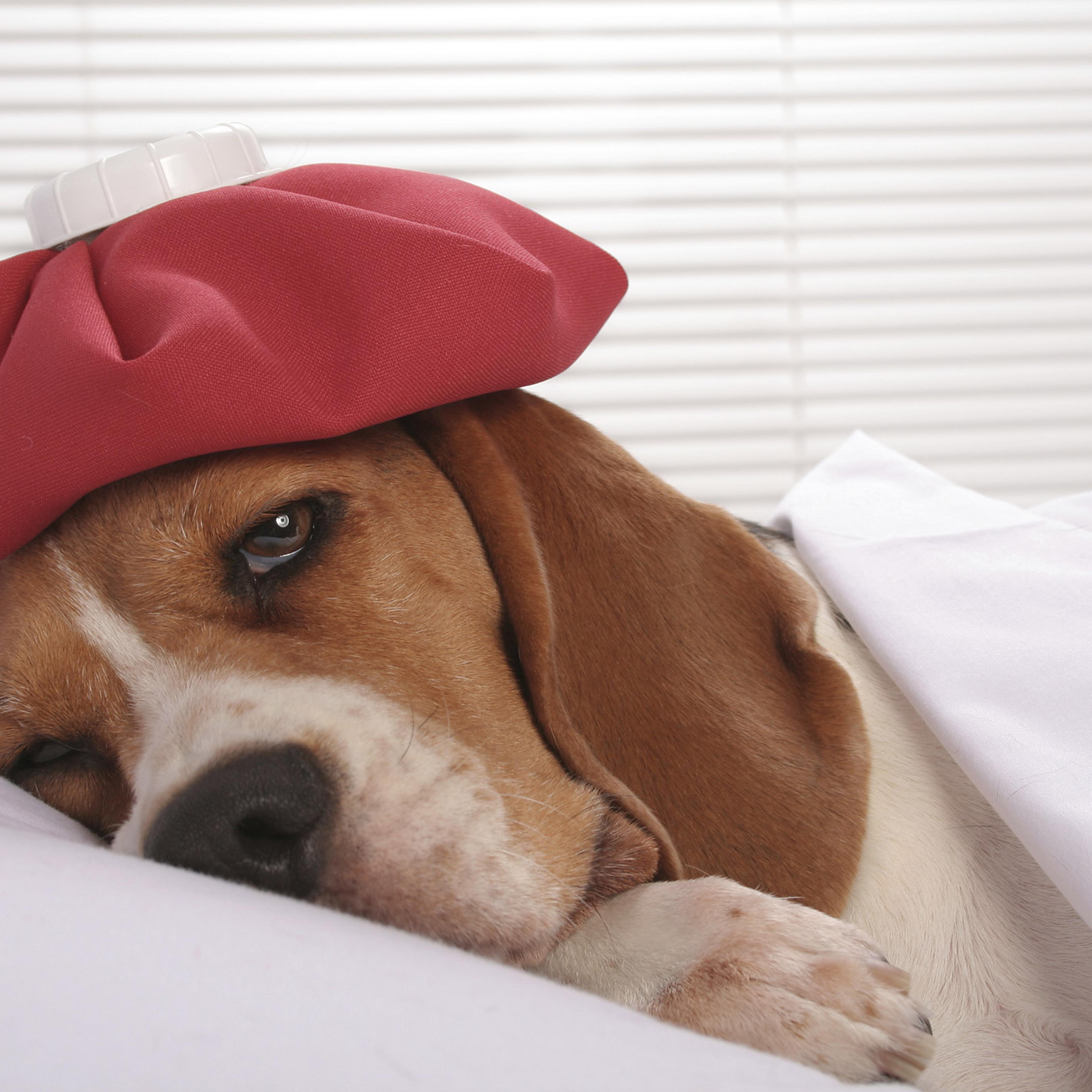 sick dog