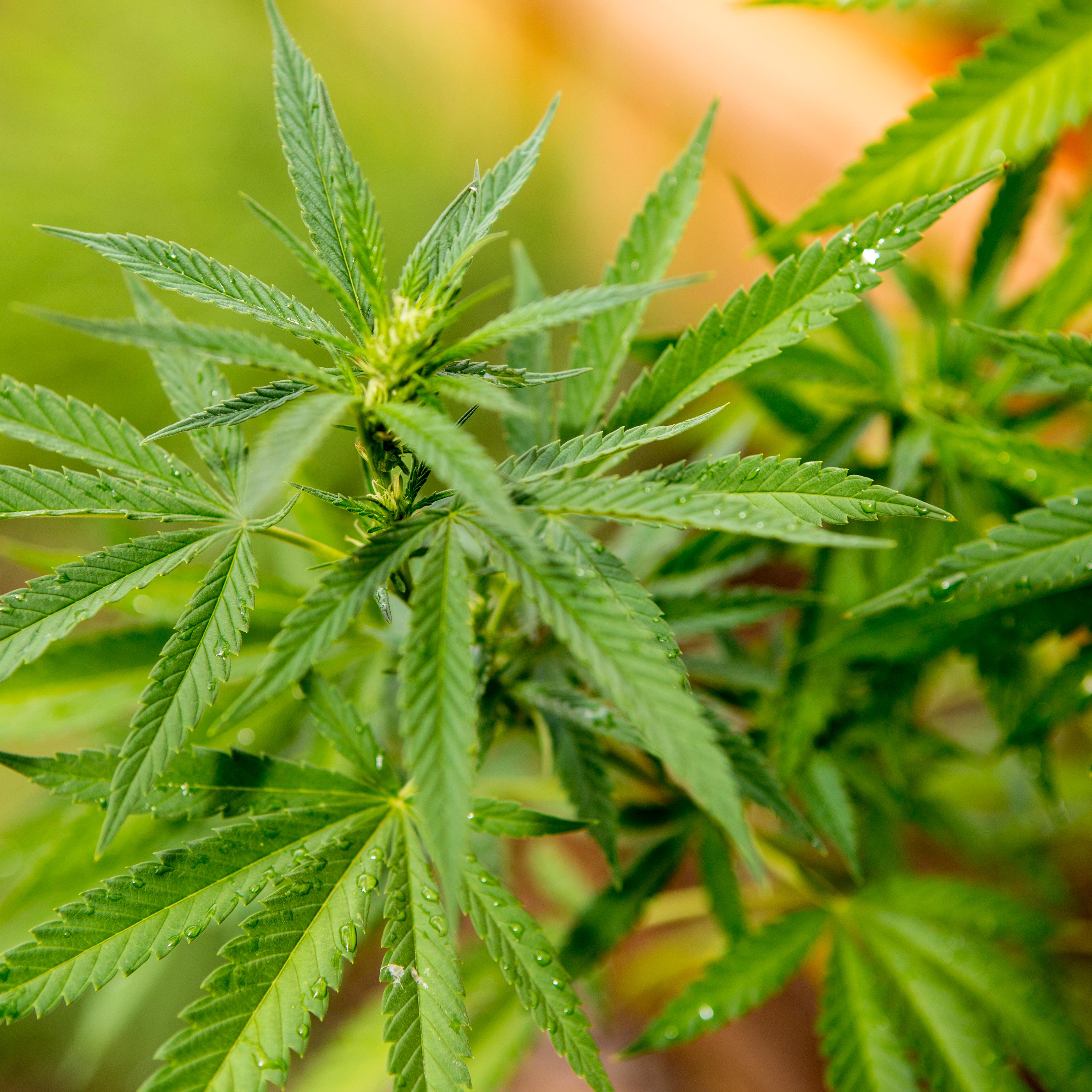 Close up of cannabis plant, Sebastapol, California, USA