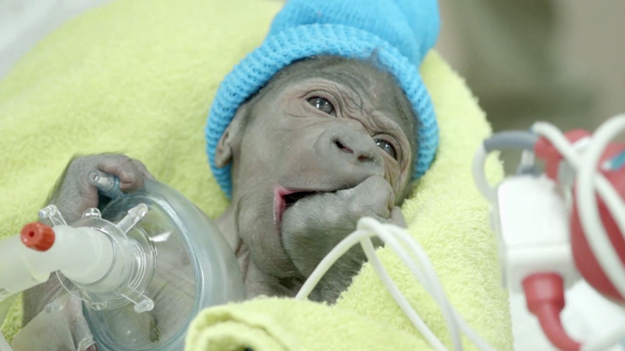 After a rare c-section brith, the San Diego Zoo now has a new adorable baby gorilla.