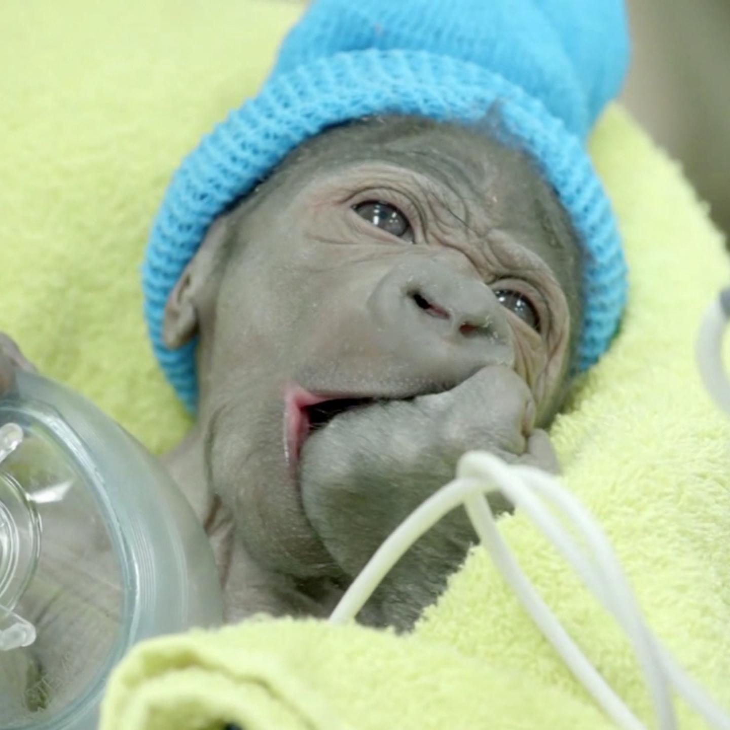 After a rare c-section brith, the San Diego Zoo now has a new adorable baby gorilla.