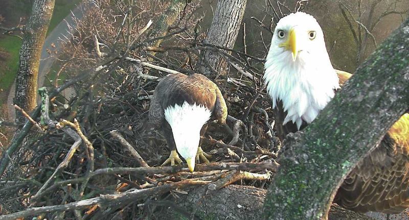 American Eagle Foundation Nesting