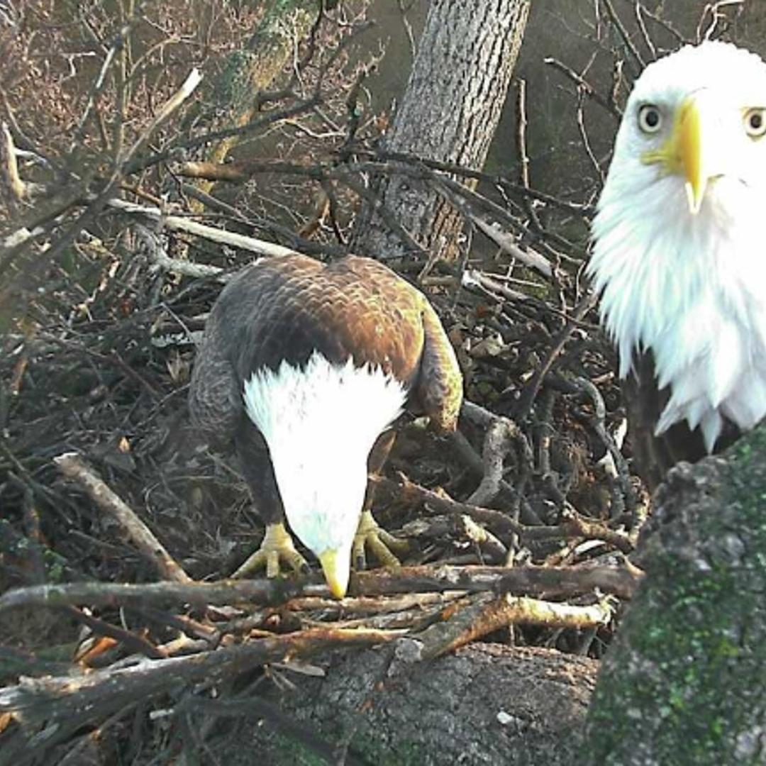 American Eagle Foundation Nesting