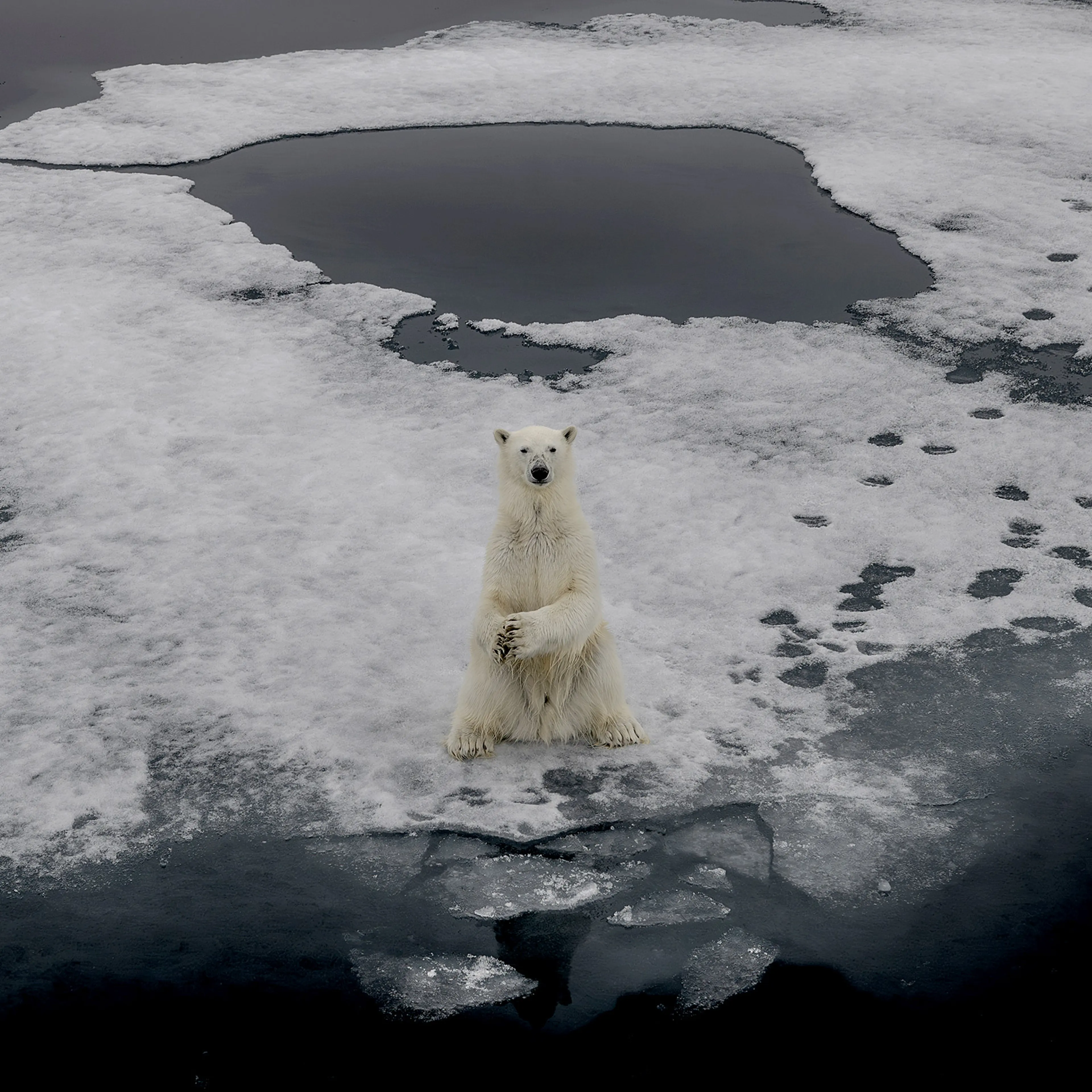 polar bear