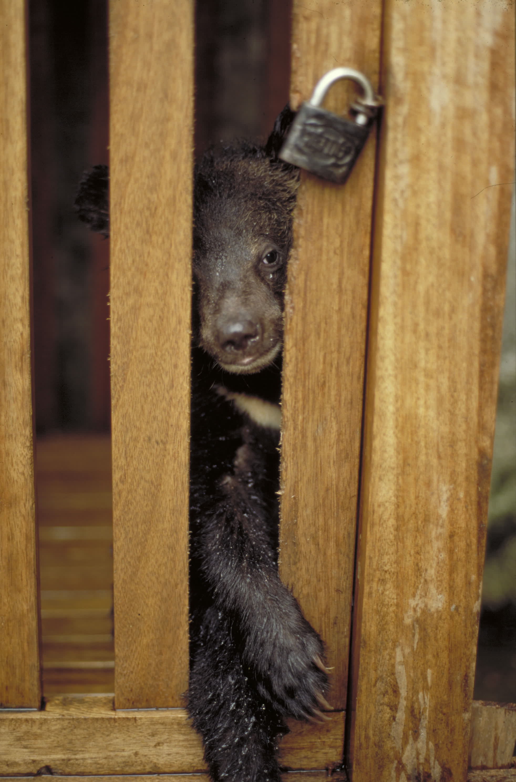 illegal wildlife trade