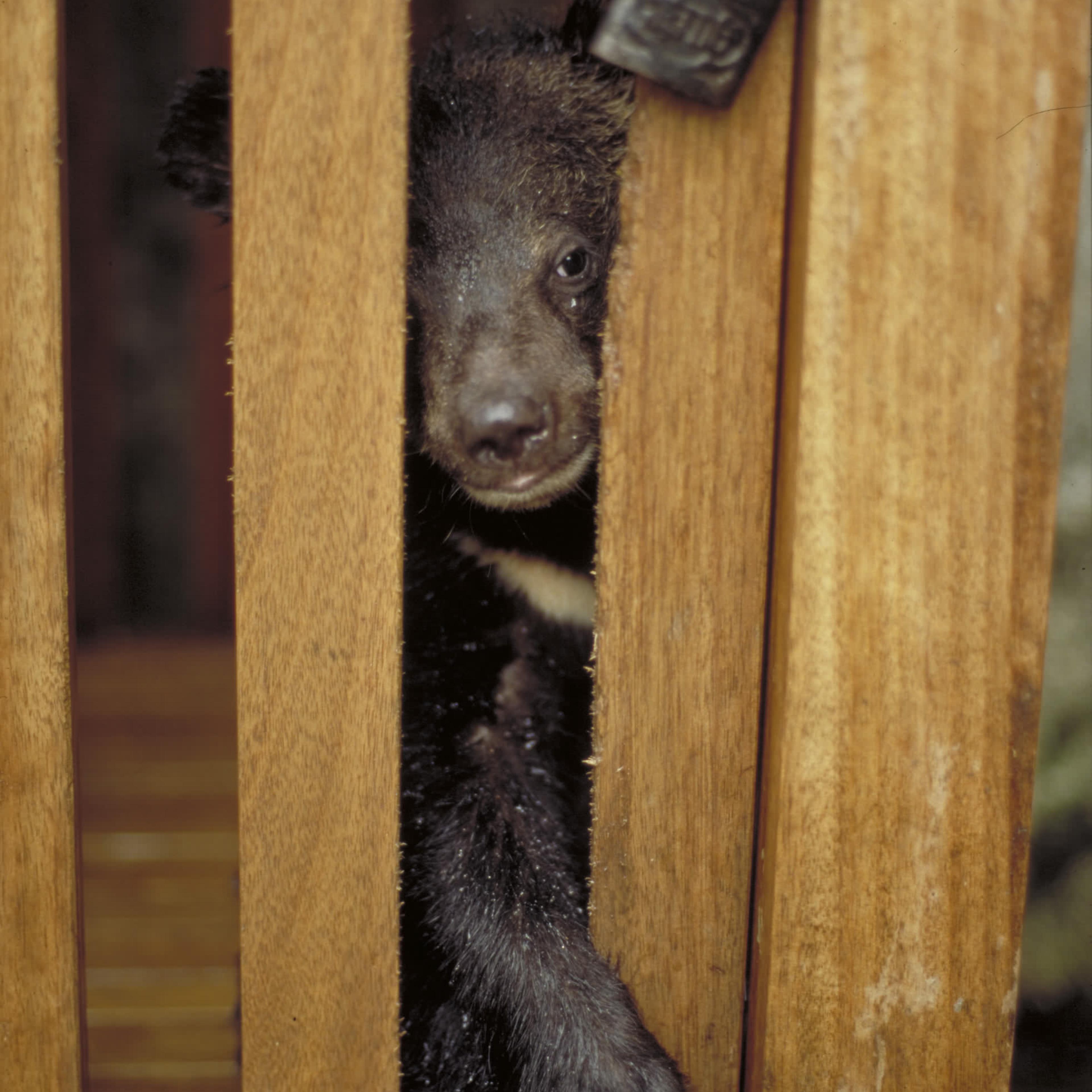 illegal wildlife trade