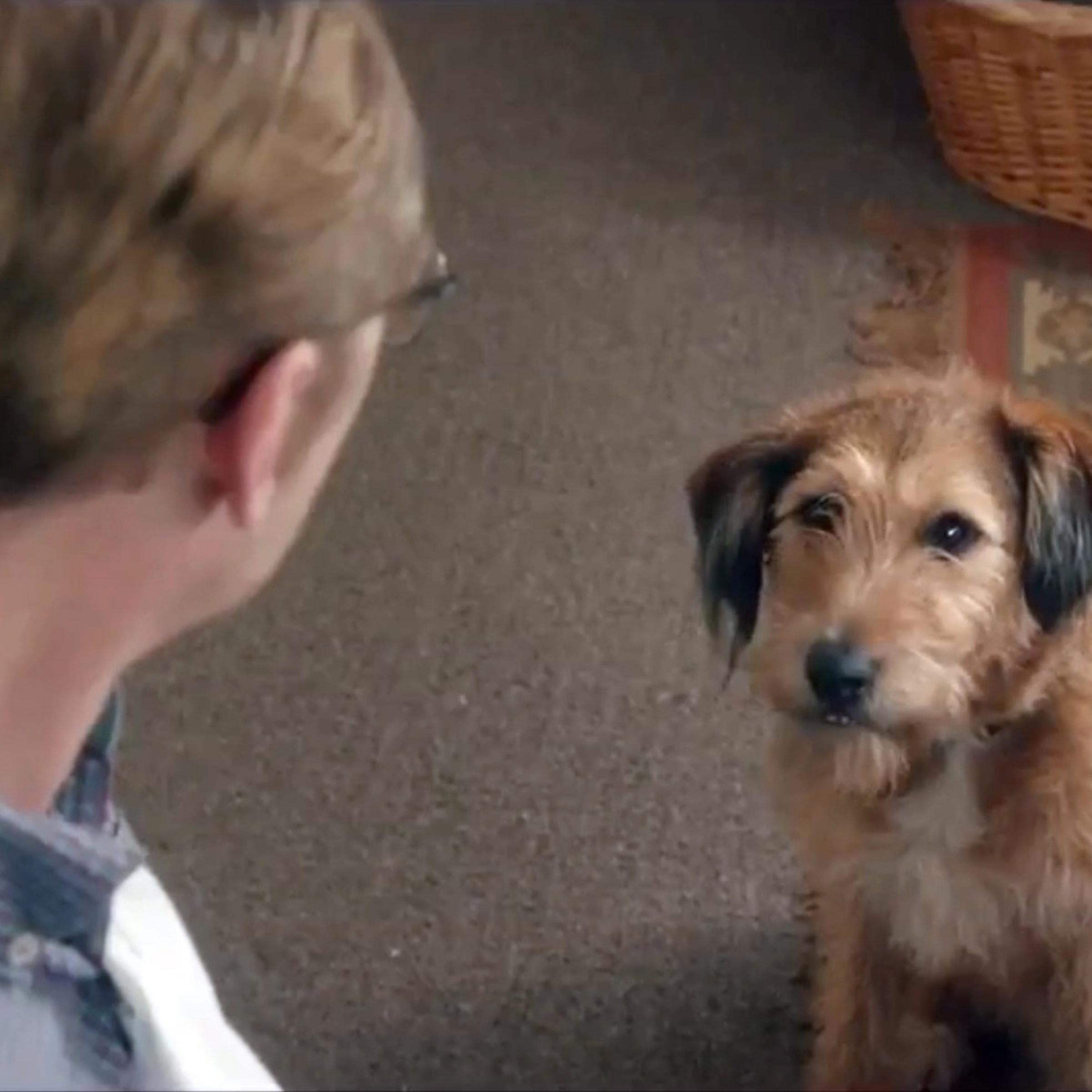 Absolutely Anything Robin Williams Dog