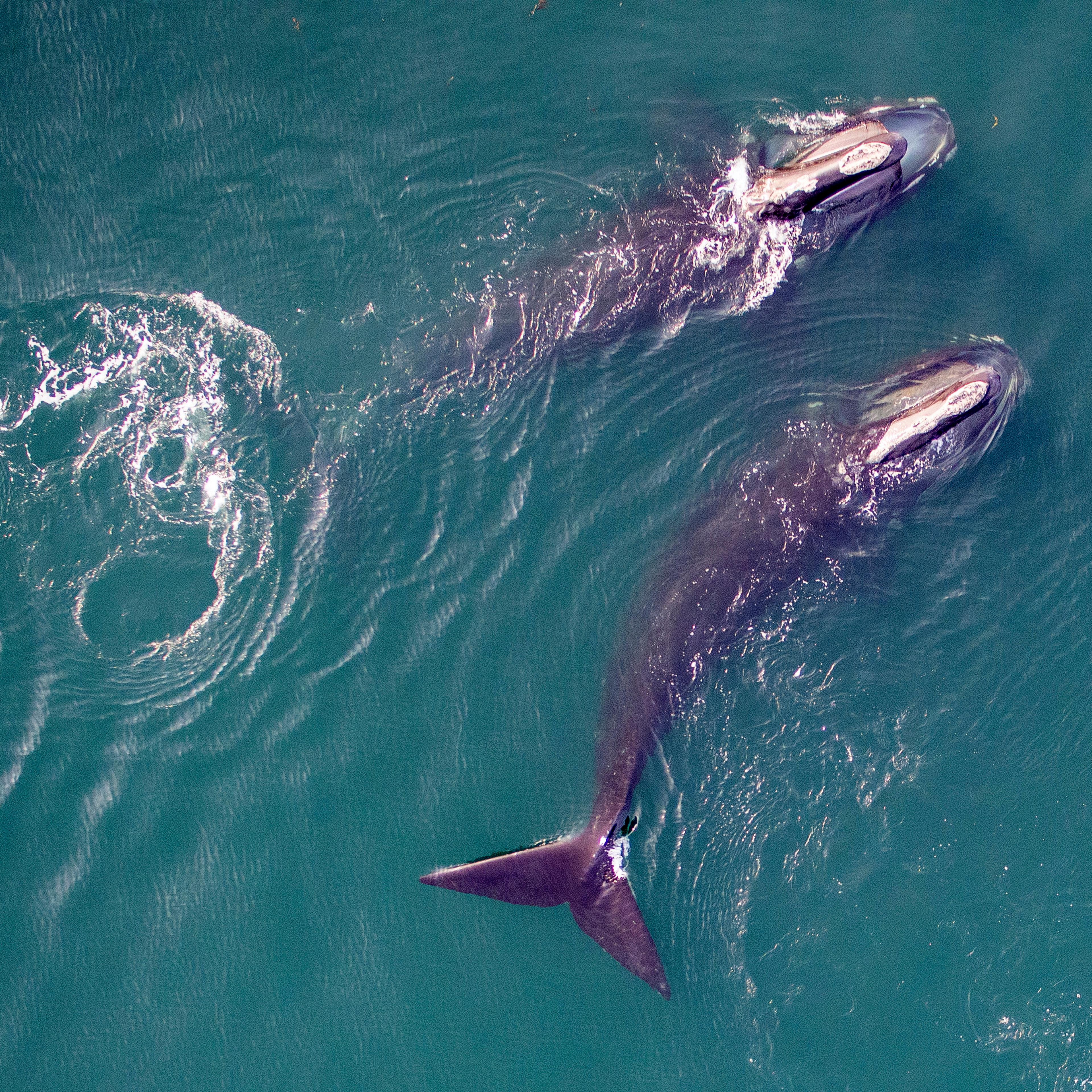Northern-Atlantic-White-Whale
