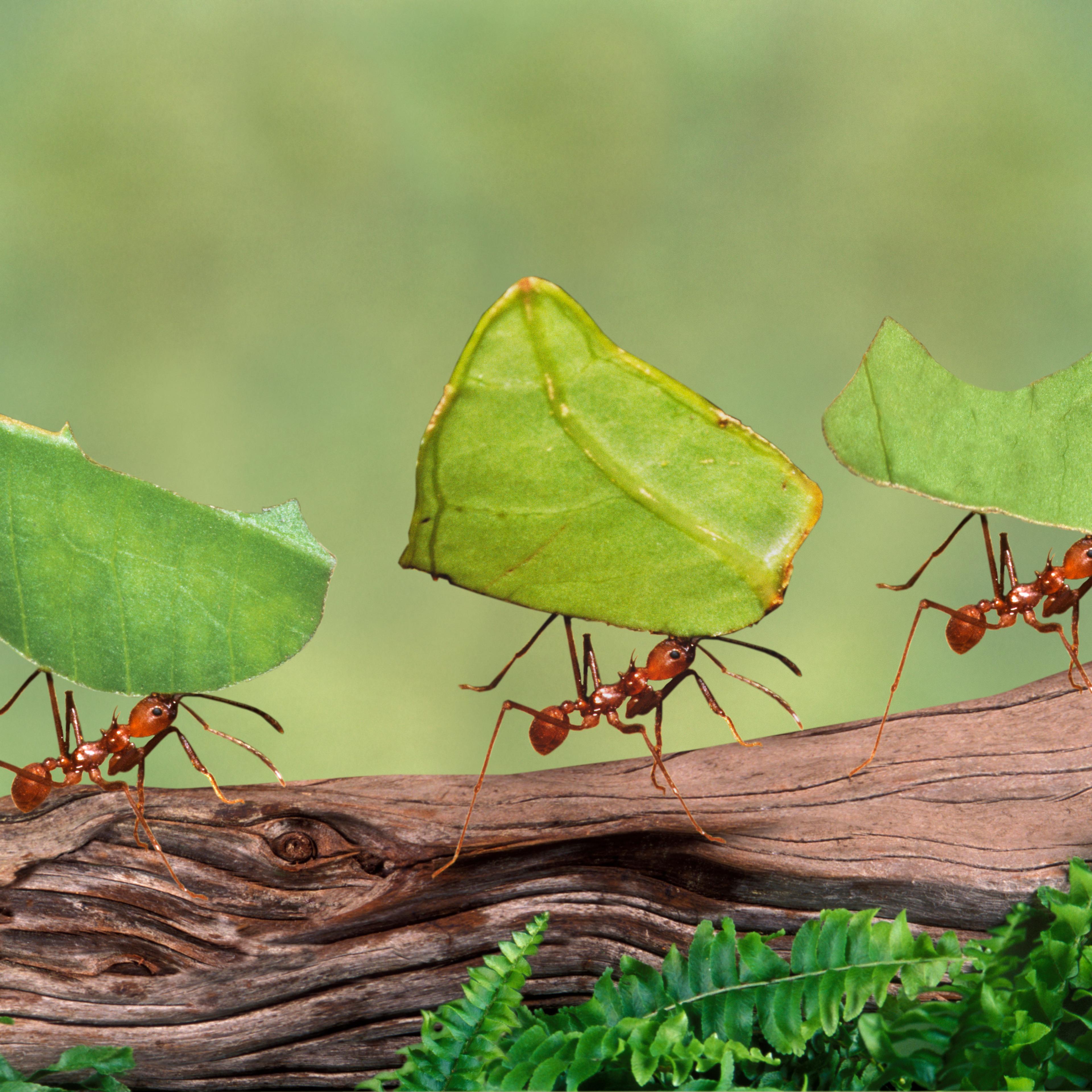 ants carrying leaves
