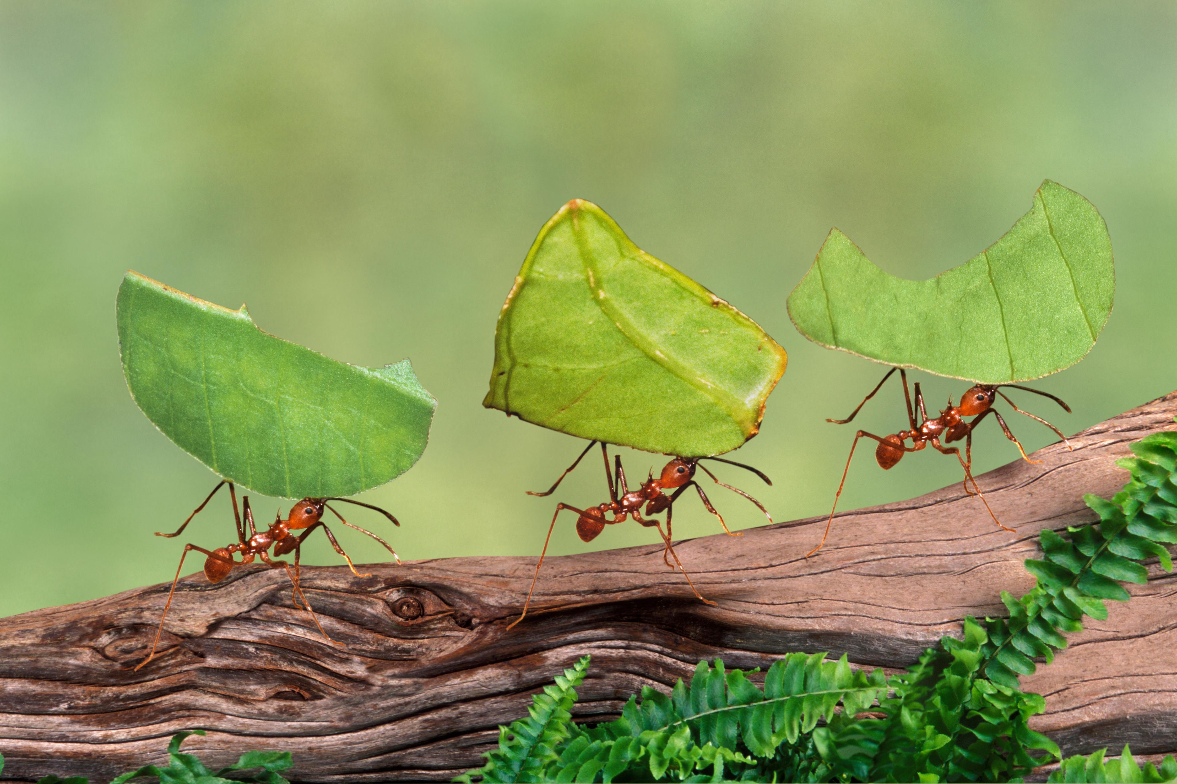 ants carrying leaves