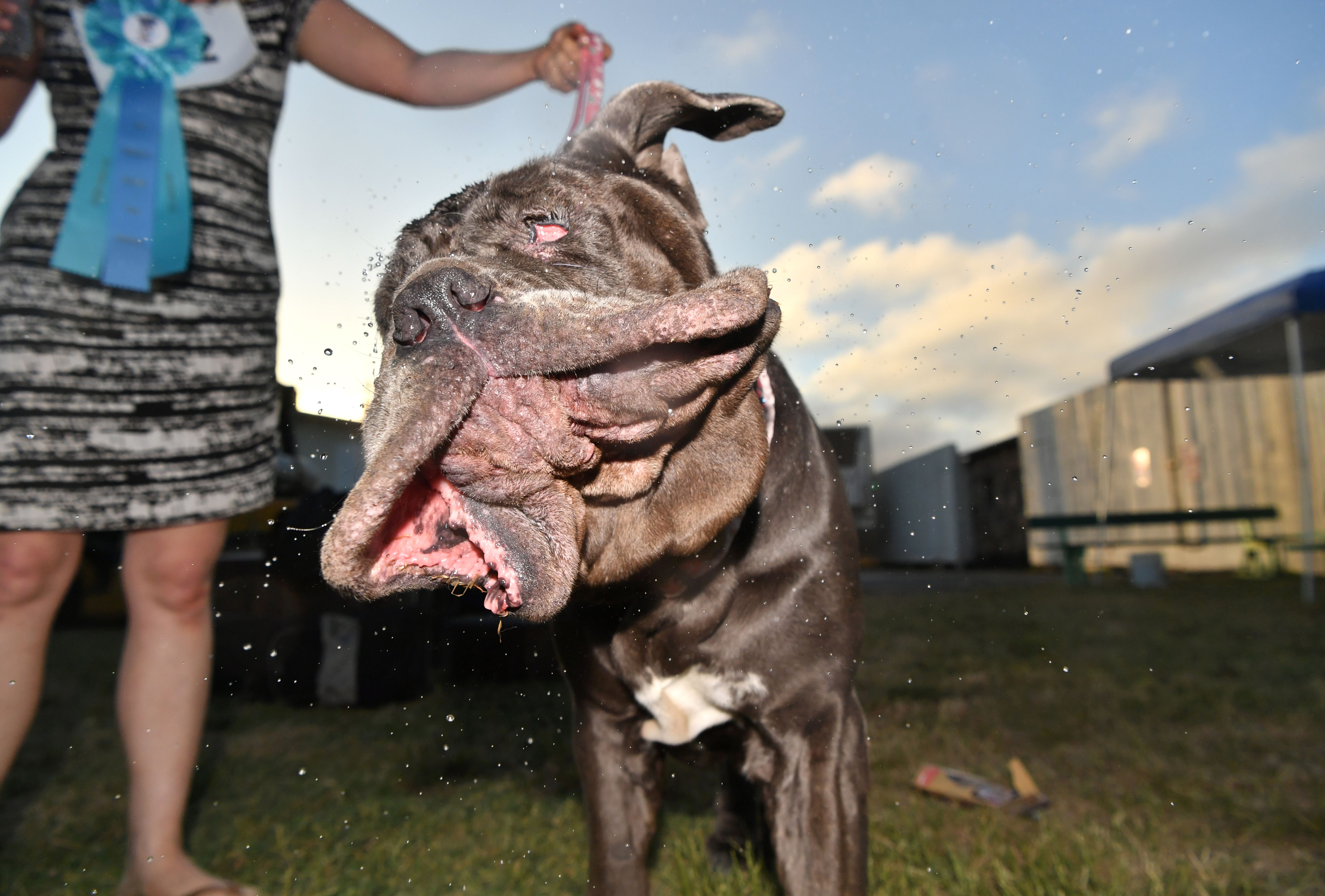 TOPSHOT-US-ANIMAL-DOG-OFFBEAT