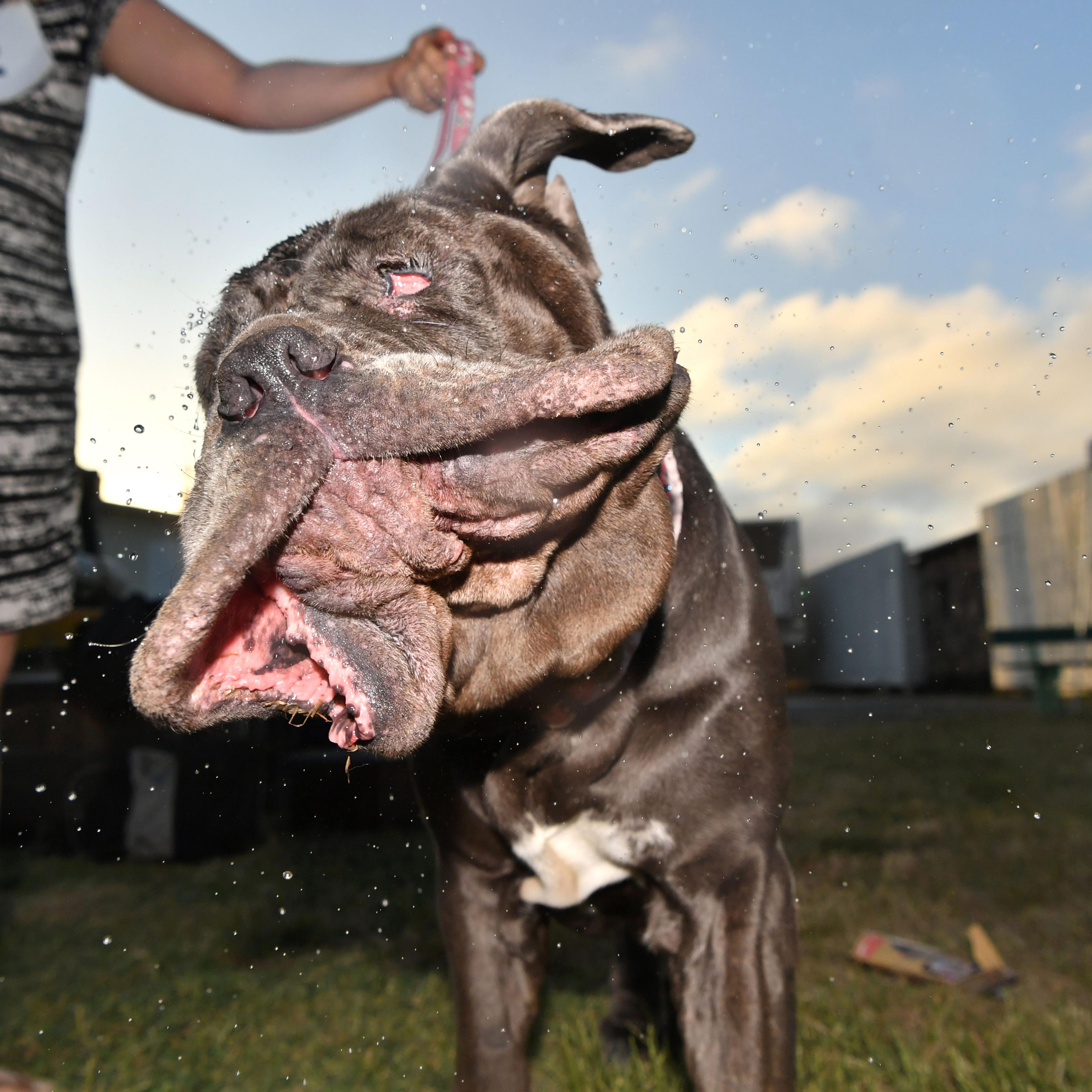 TOPSHOT-US-ANIMAL-DOG-OFFBEAT