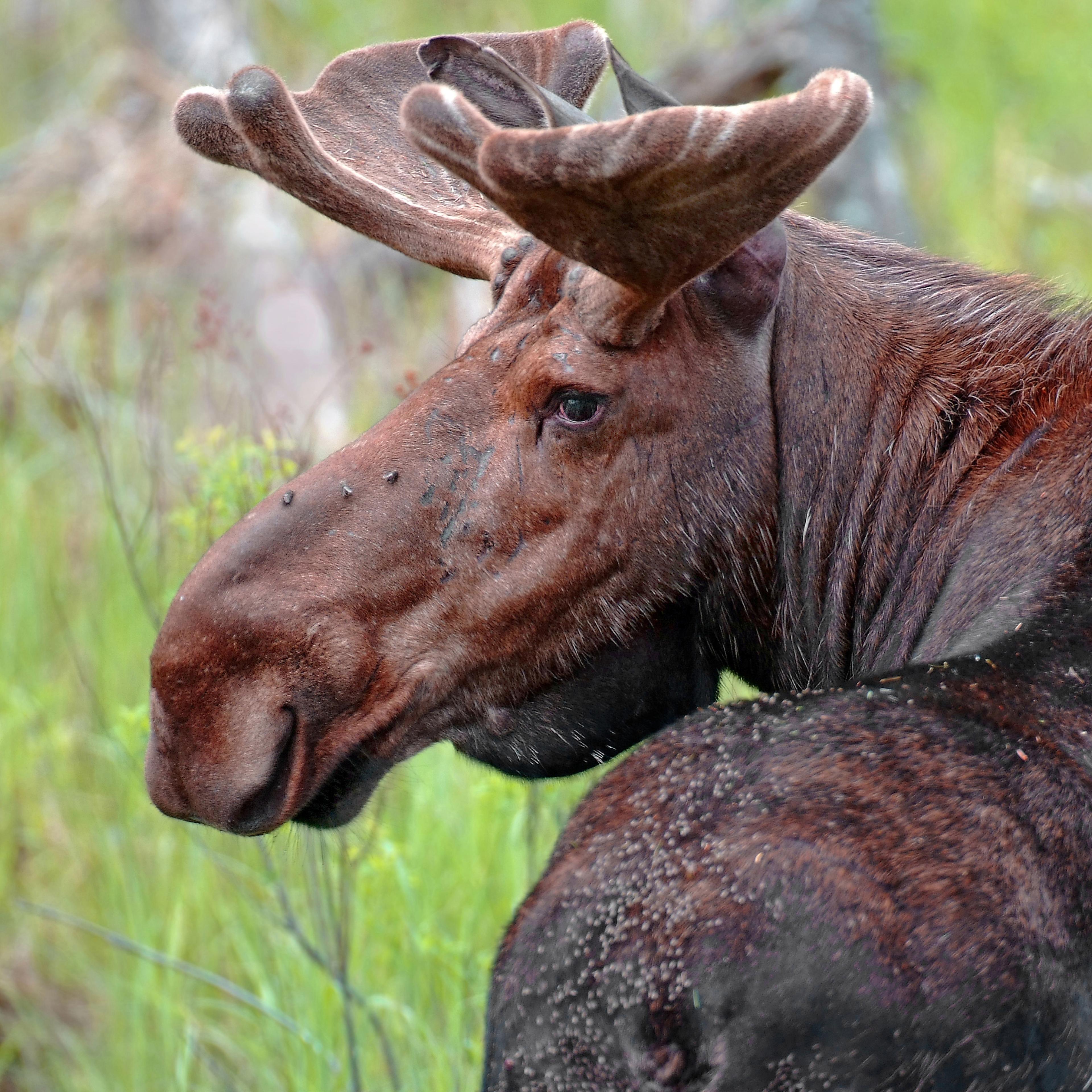 Moose in Springtime