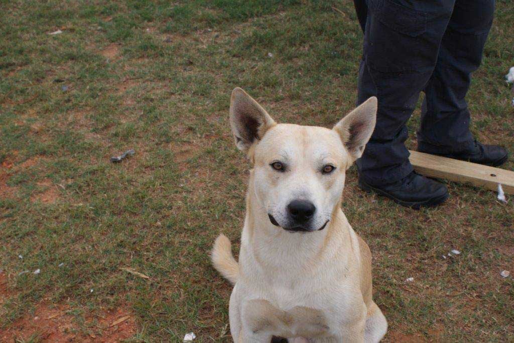 Dog Arrests Owner