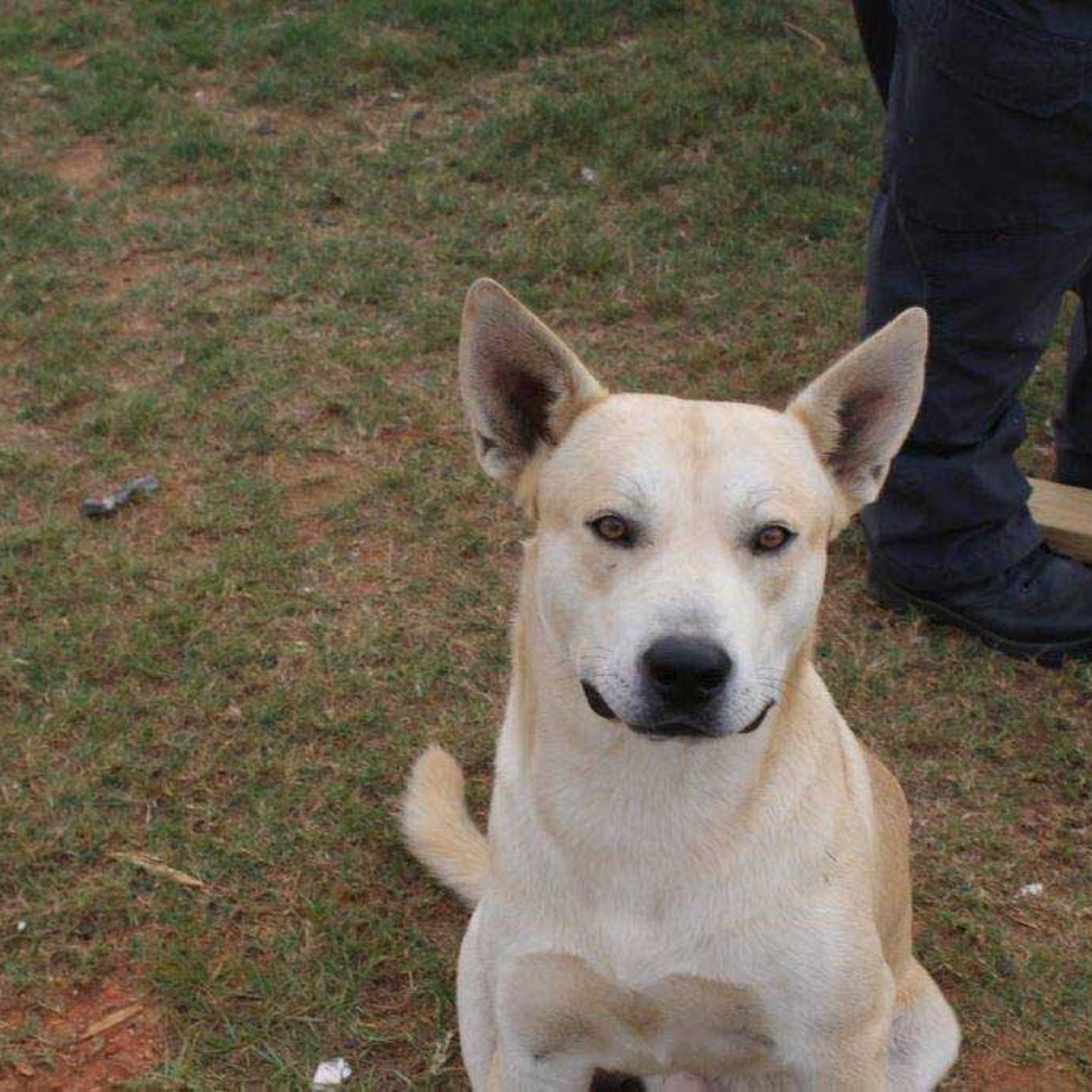Dog Arrests Owner
